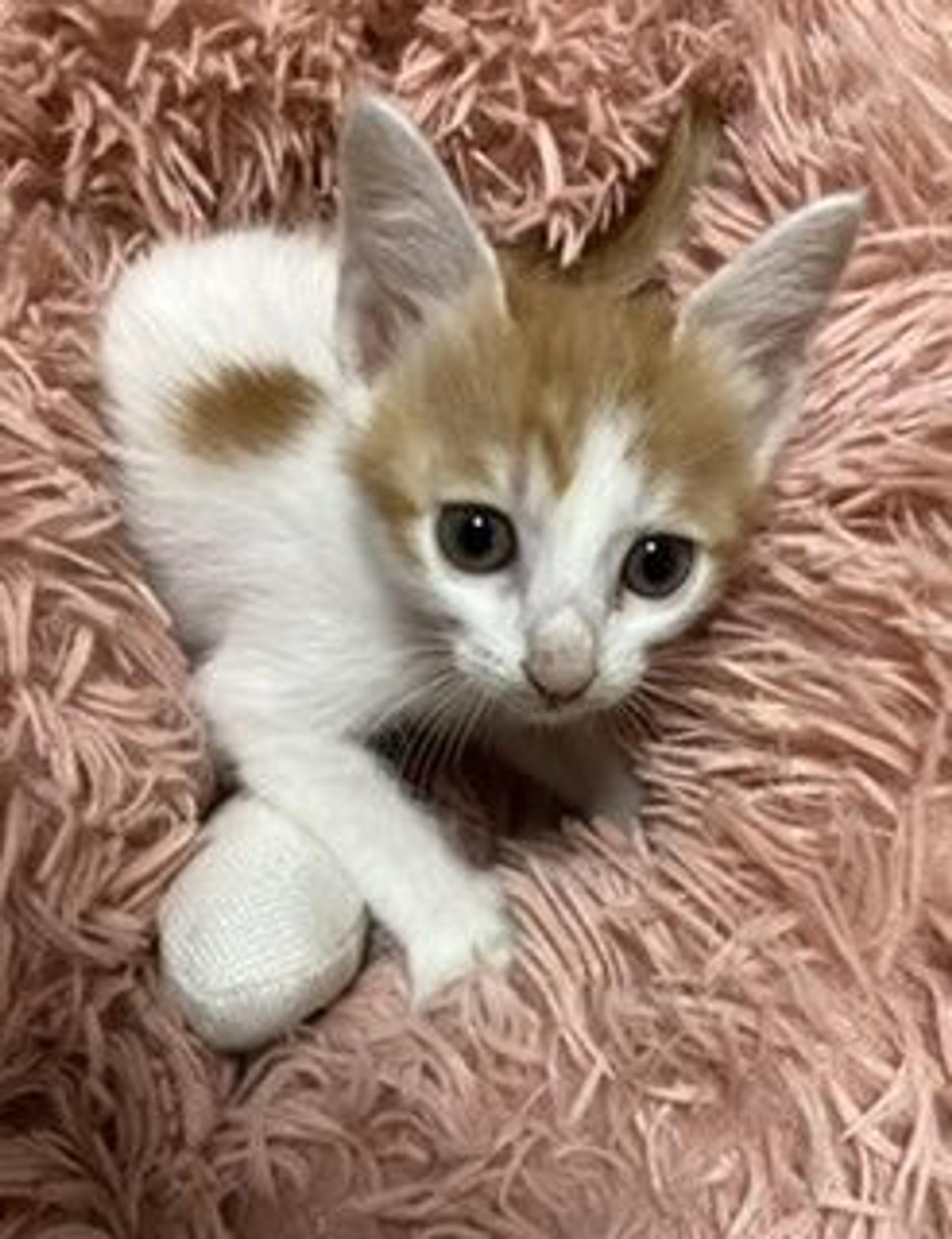 pet-image-6