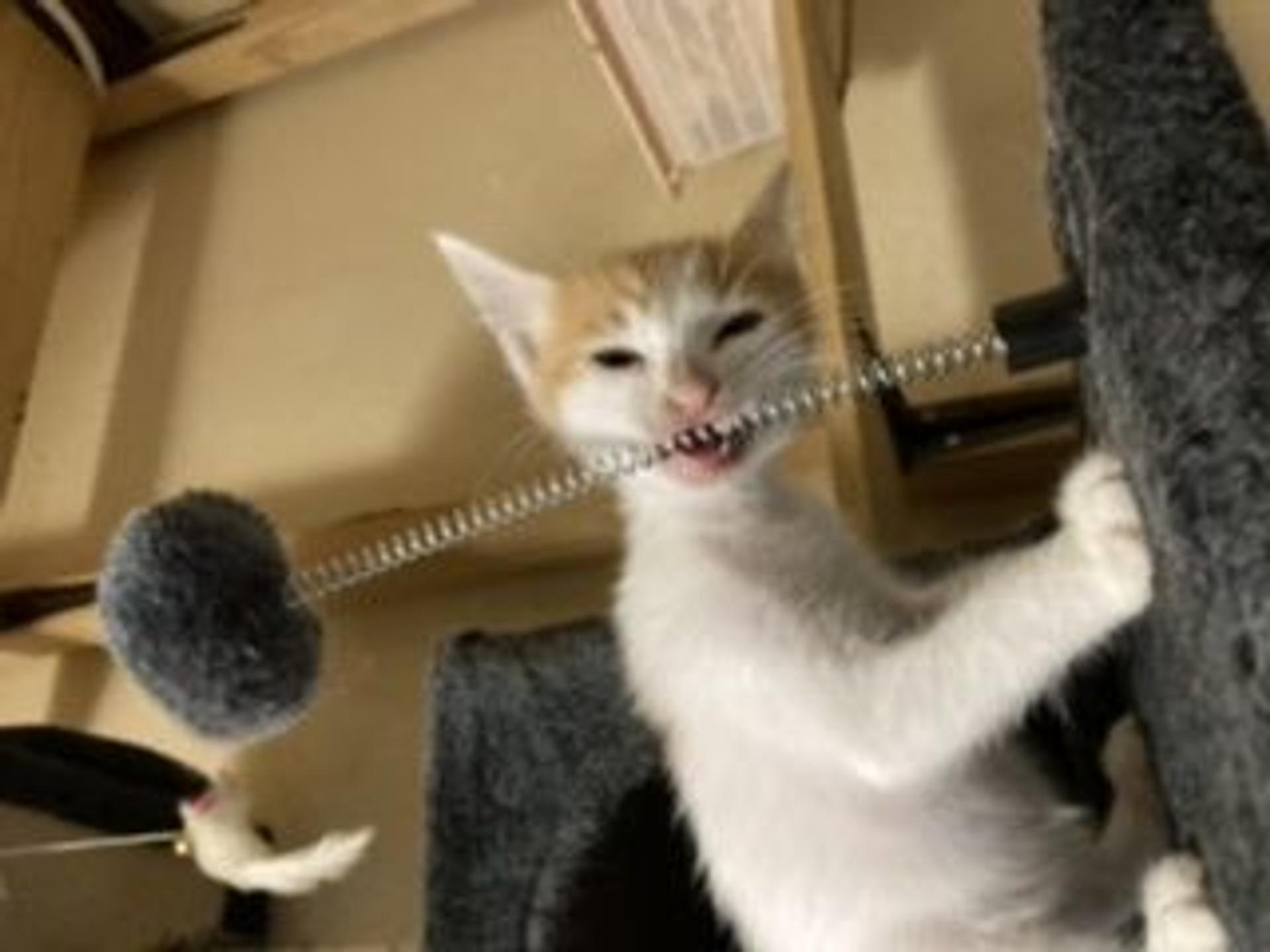 pet-image-7