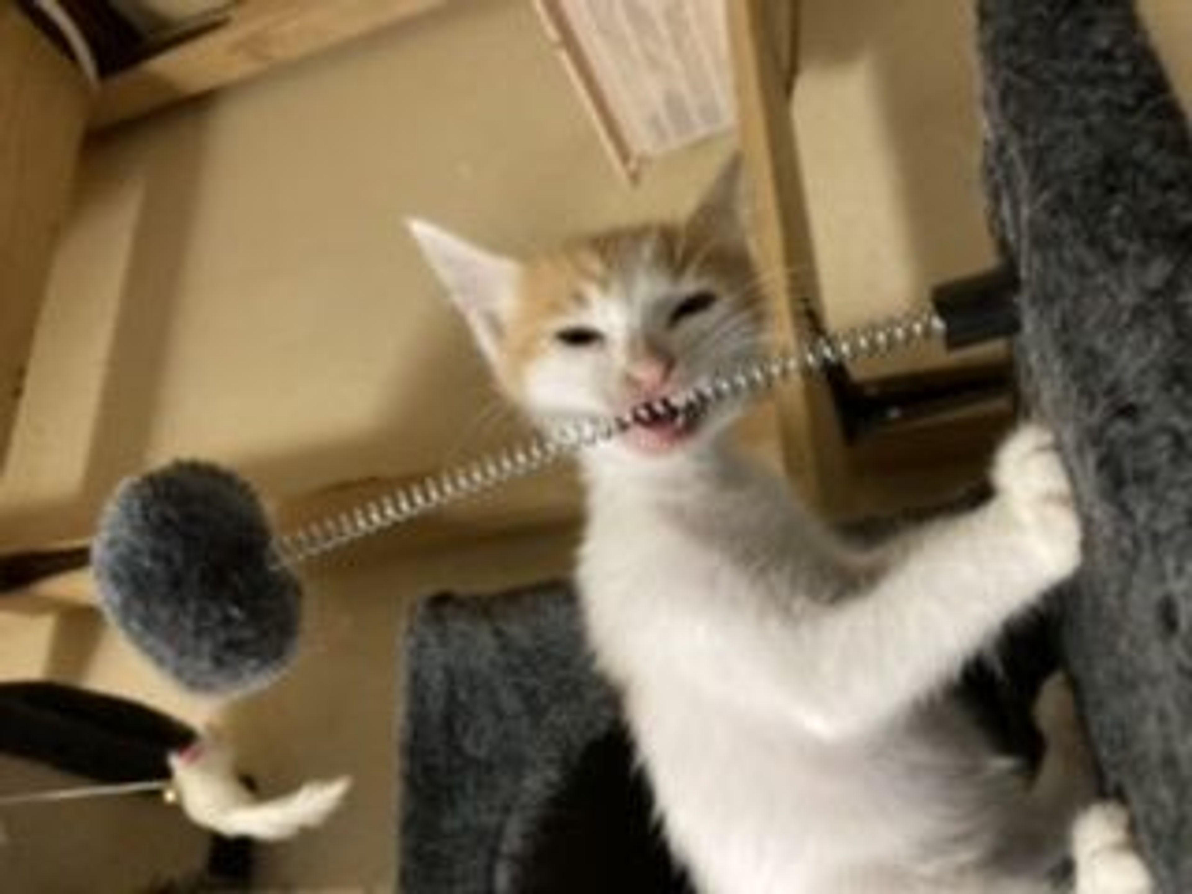 pet-image-7