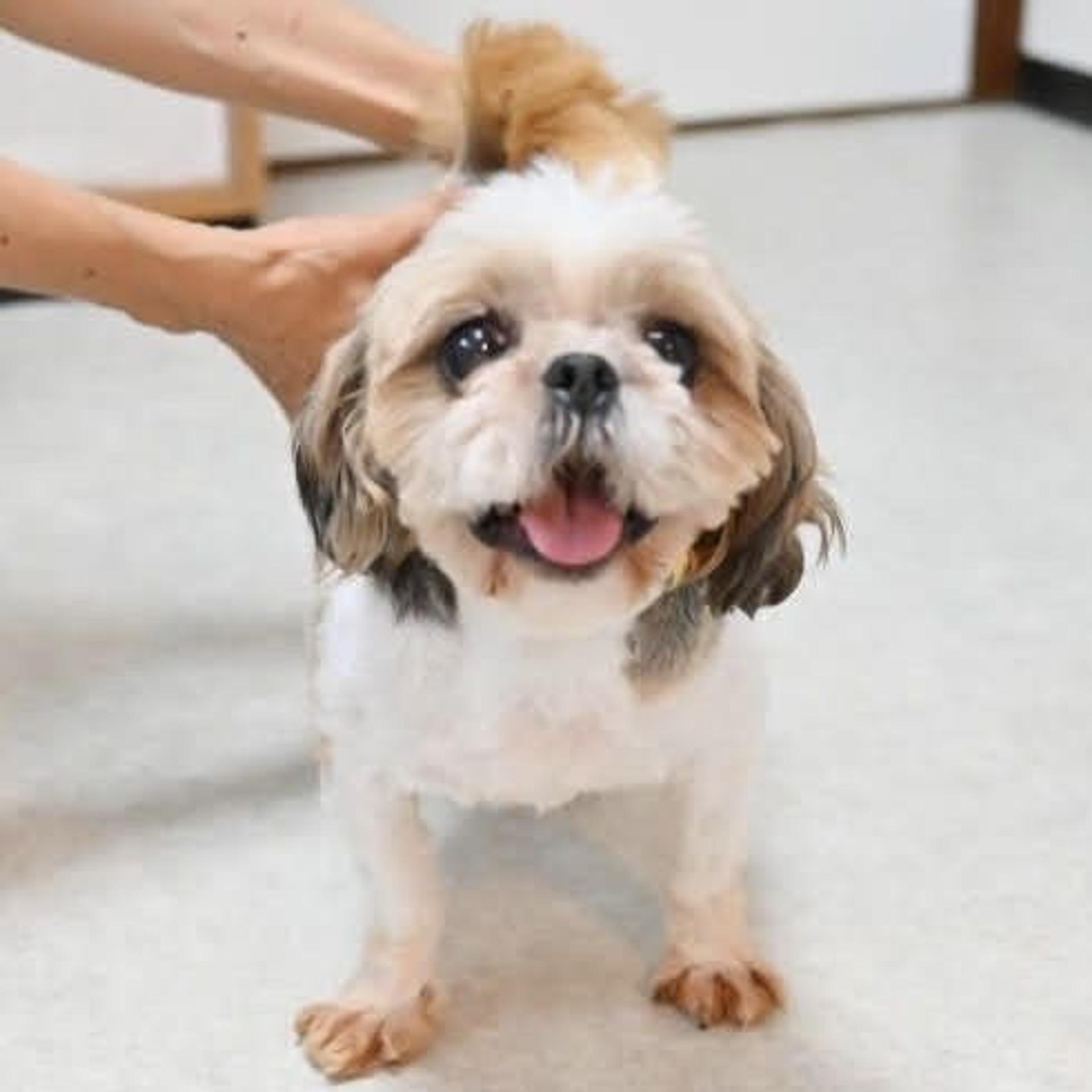 pet-image-3