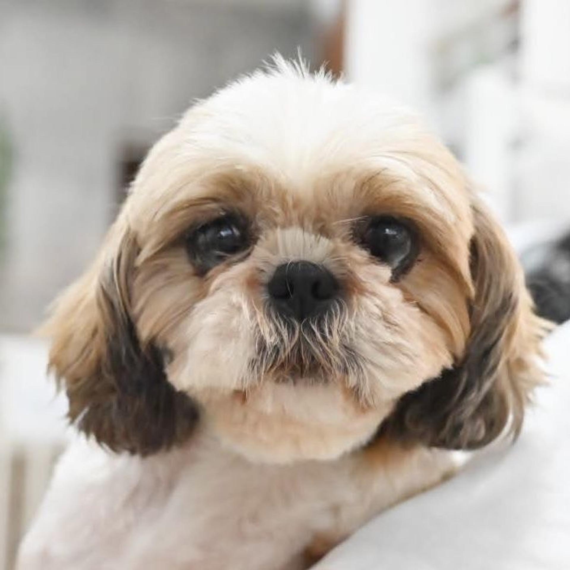 pet-image-6