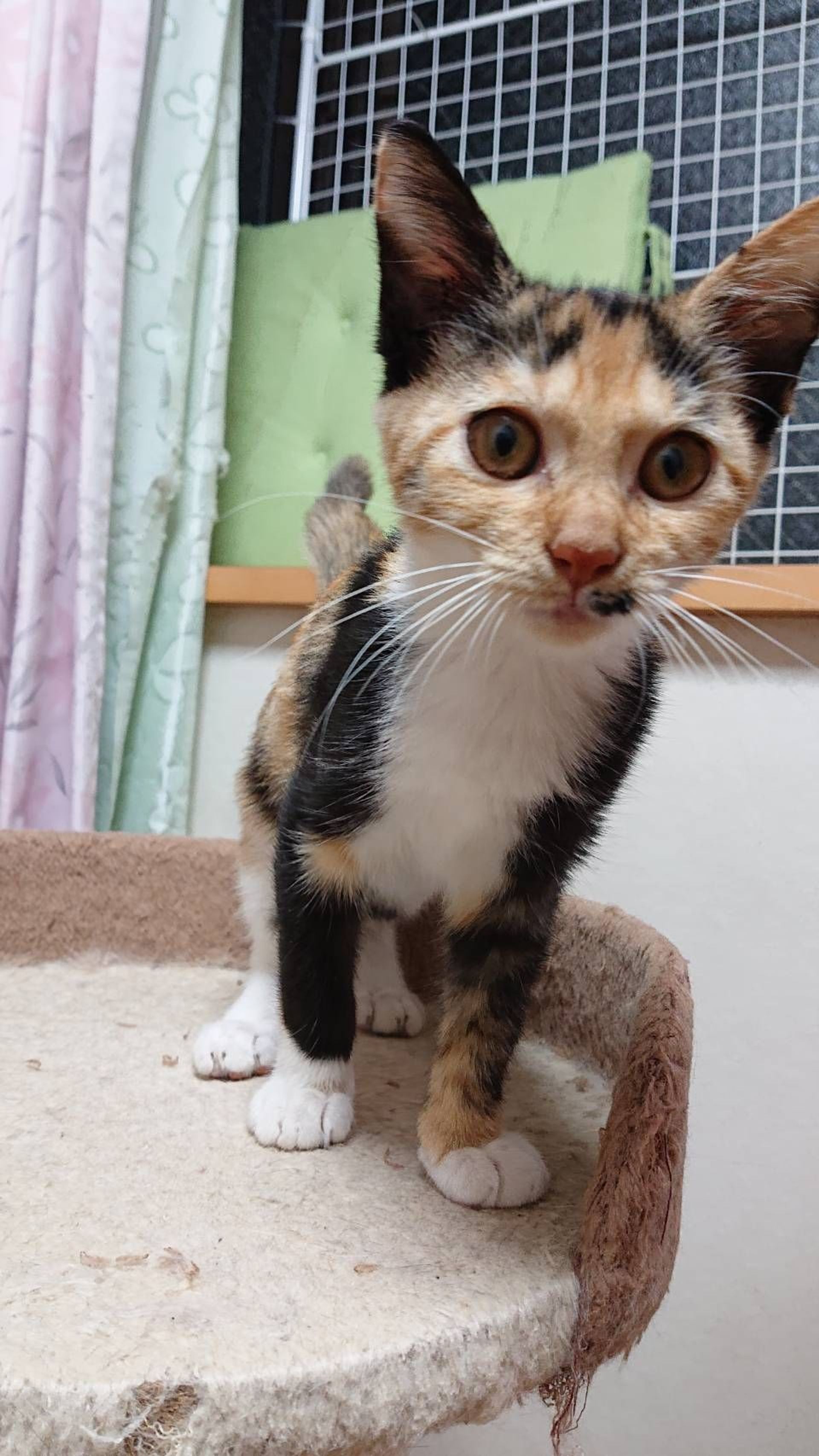 雑種（ミックス猫）・メスの里親募集の写真