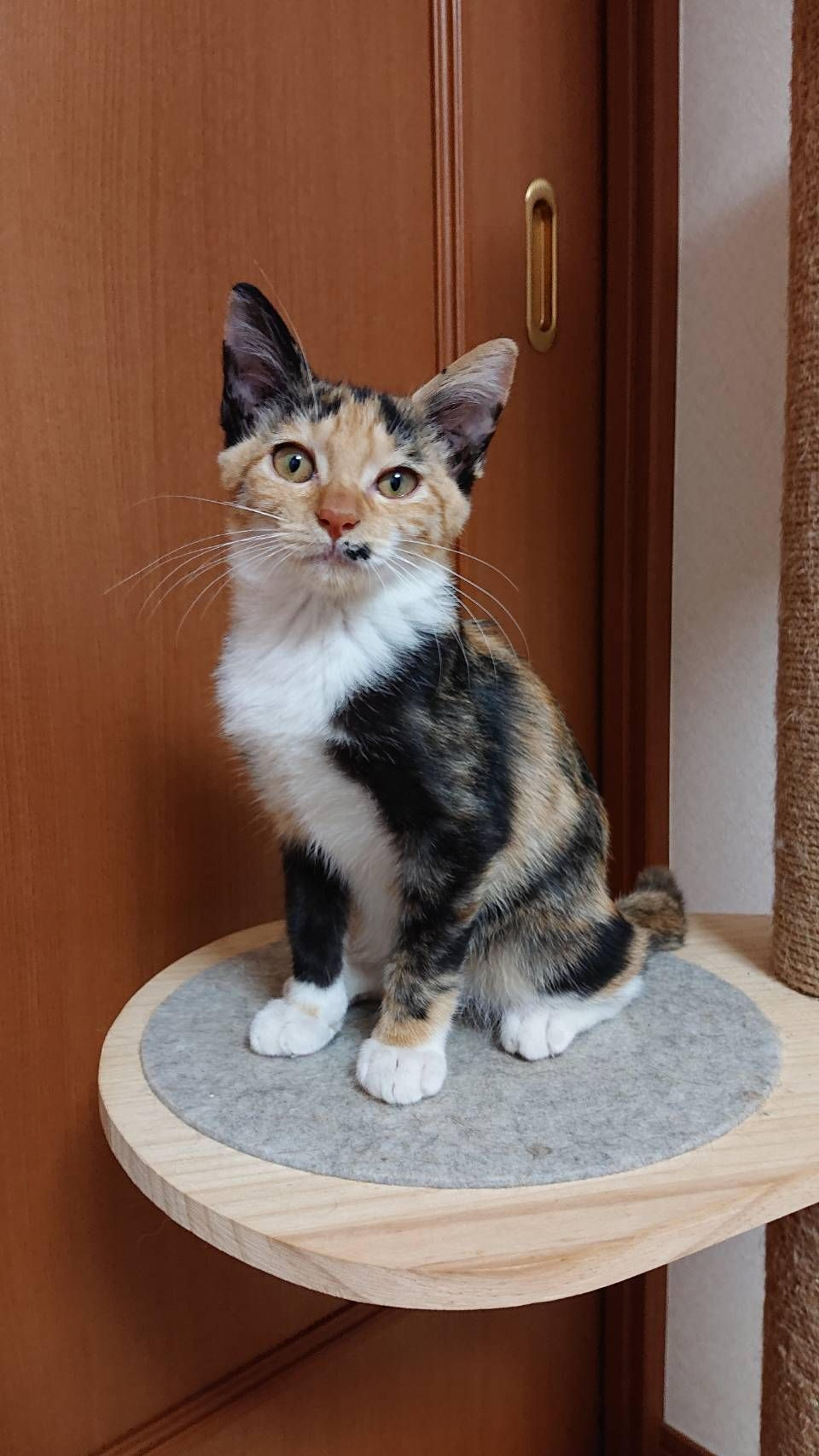pet-image-3