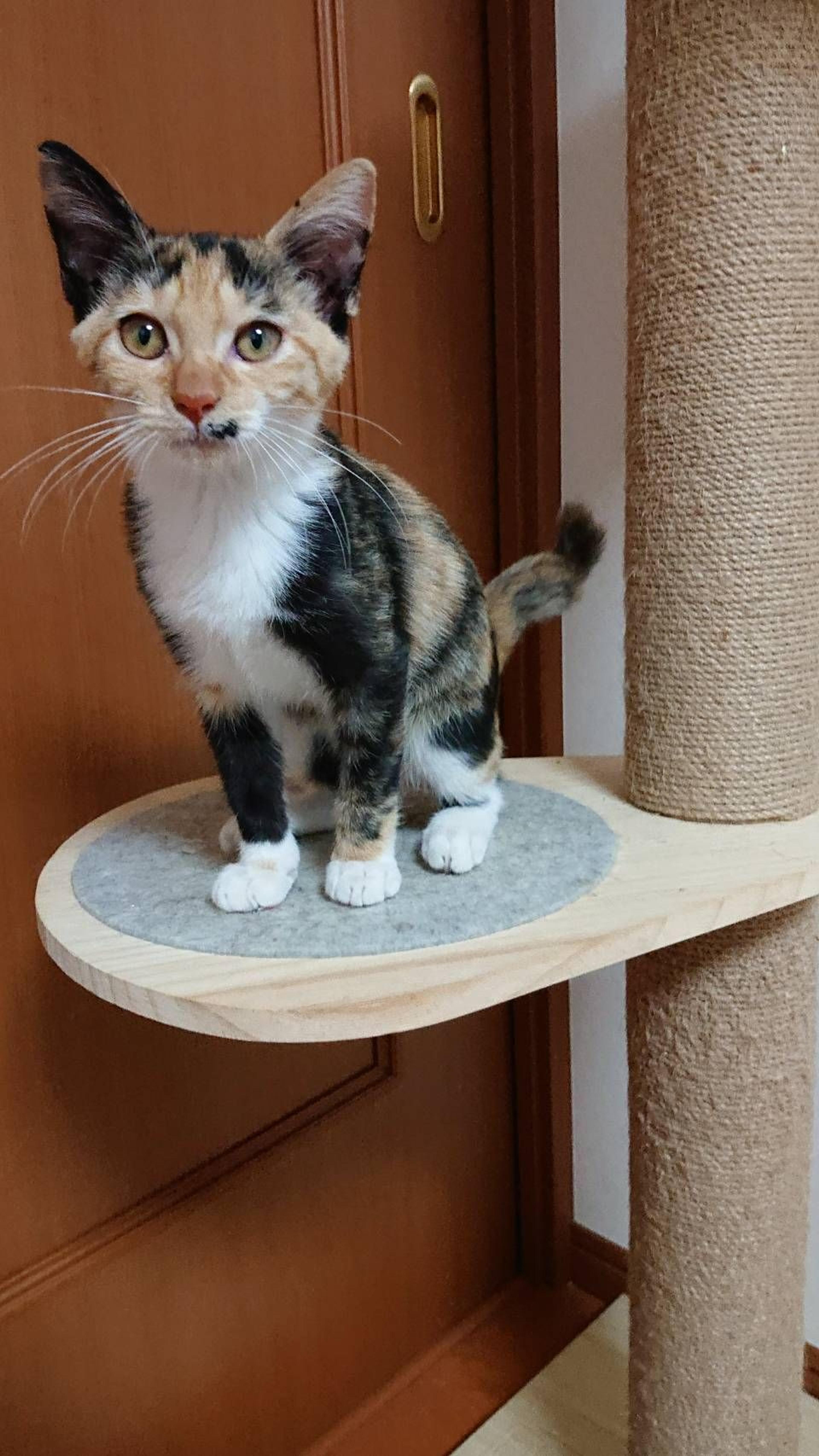 pet-image-4
