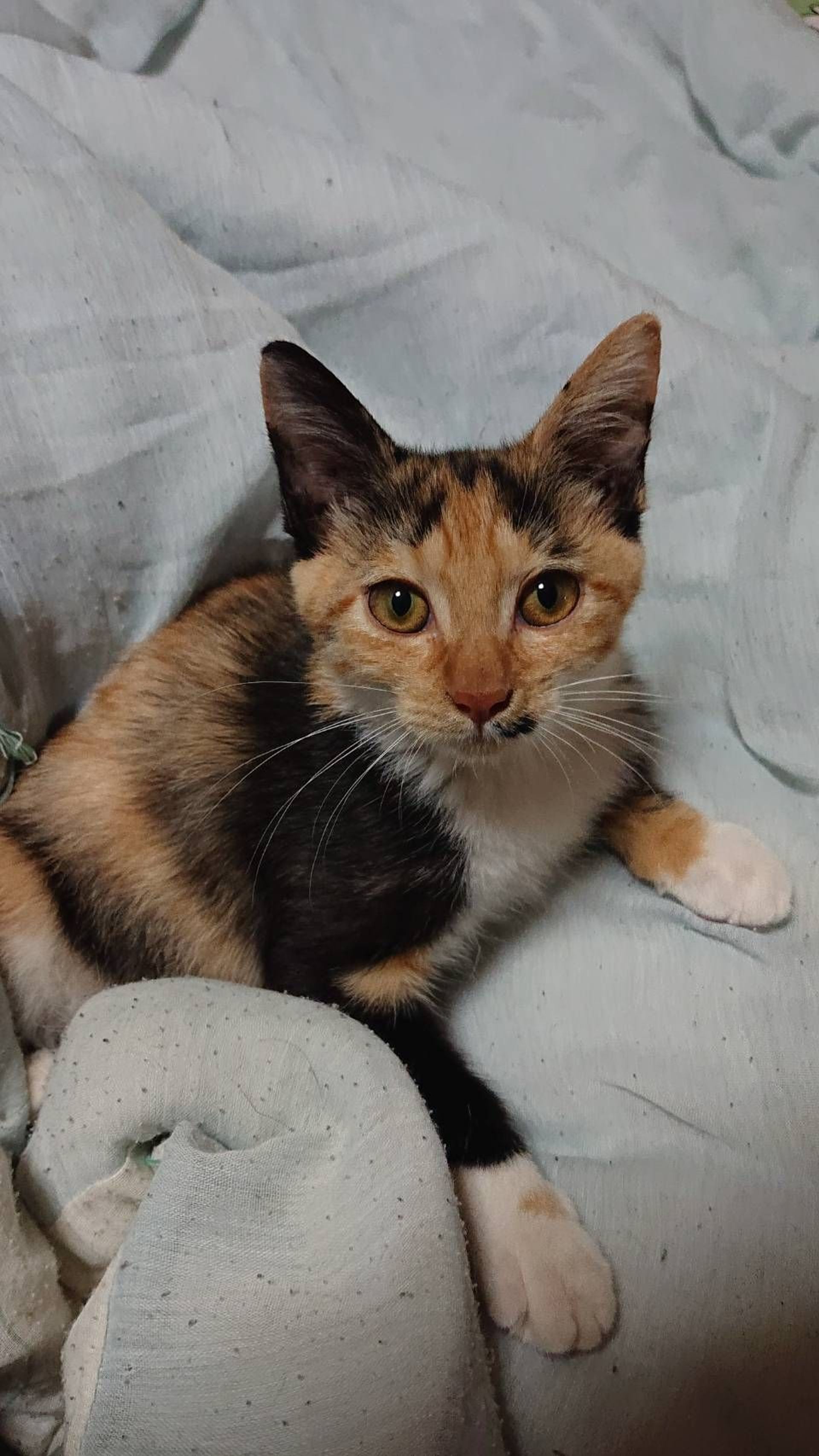 雑種（ミックス猫）・メスの里親募集の写真