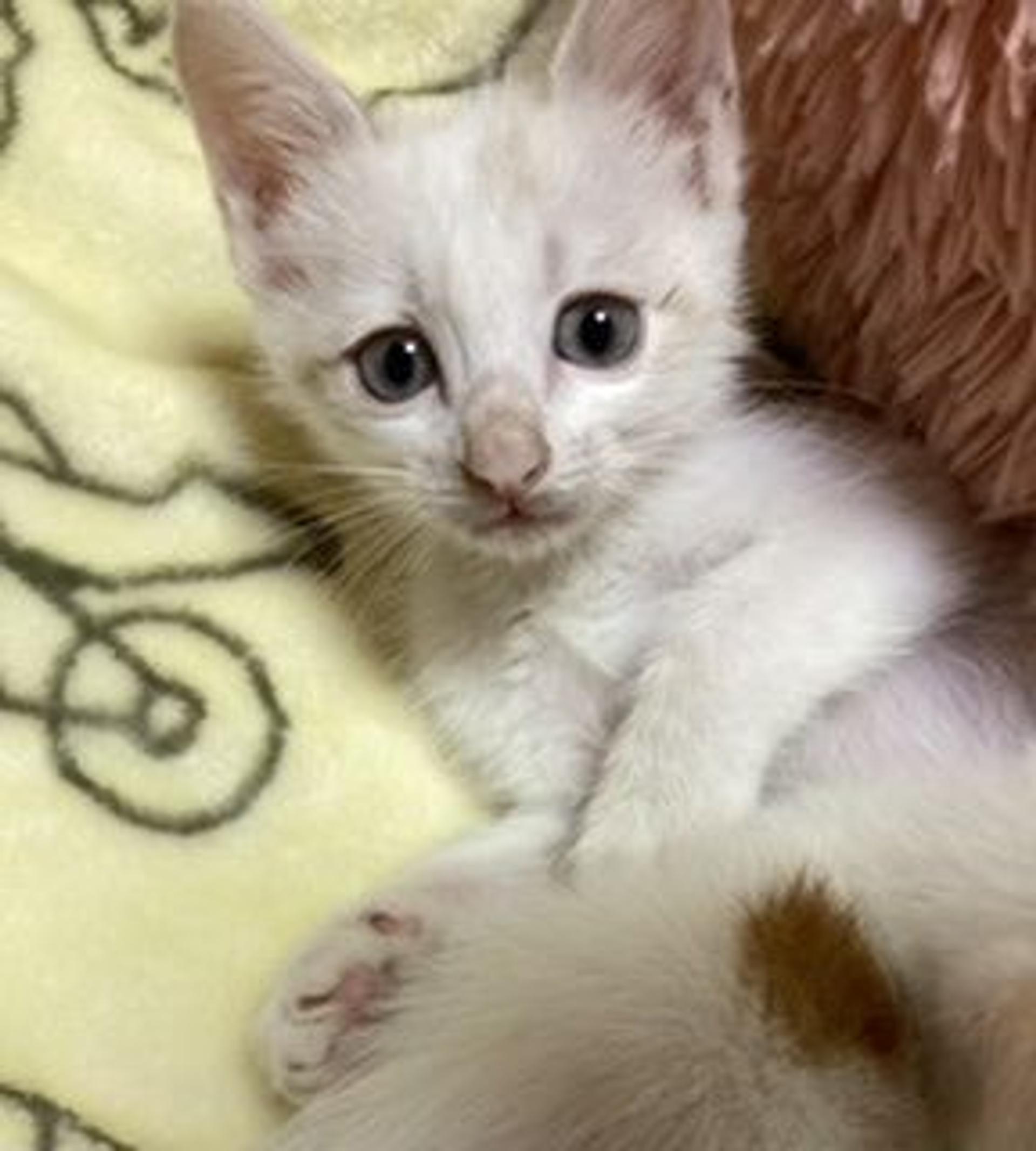 pet-image-2