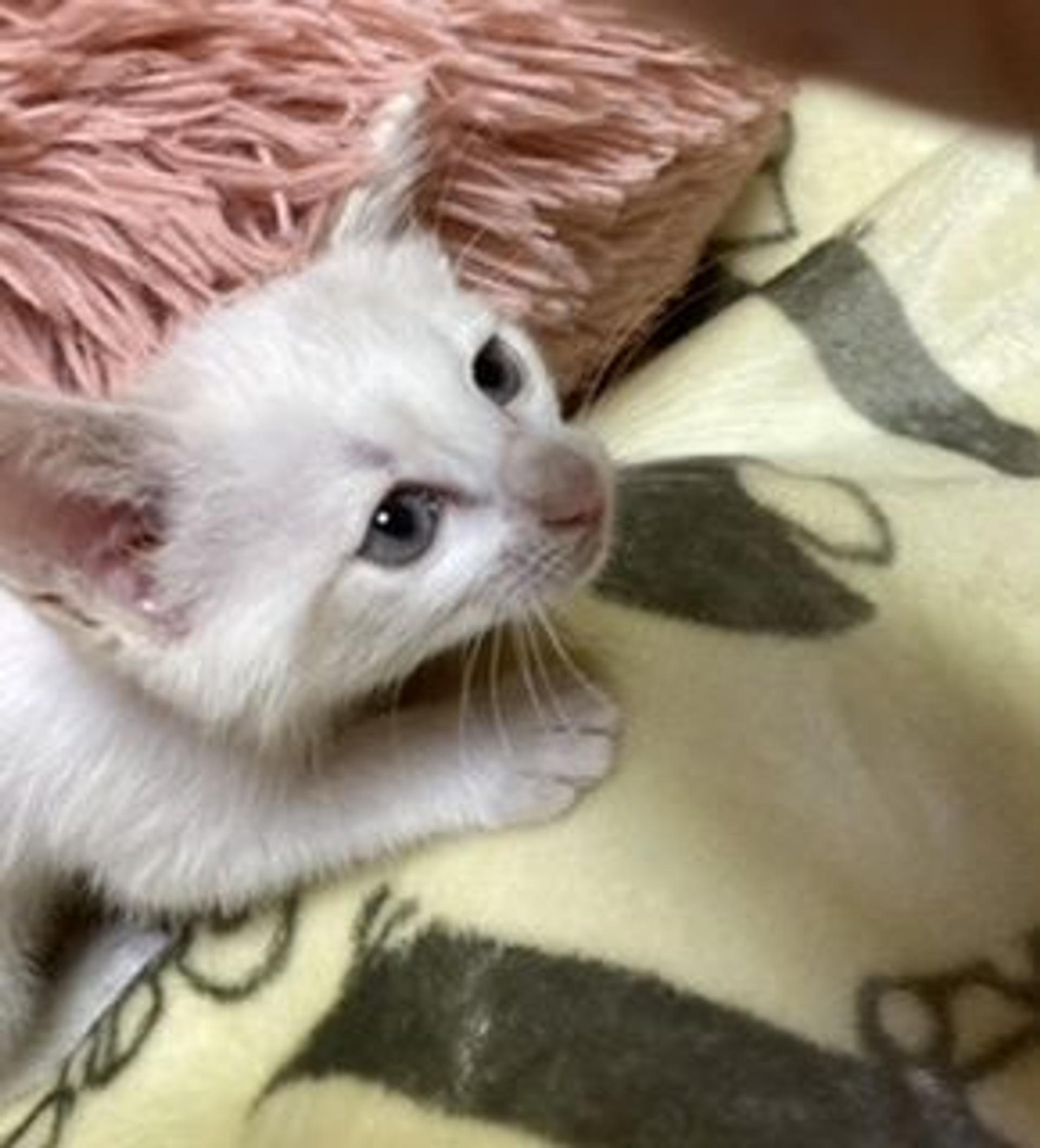 pet-image-3
