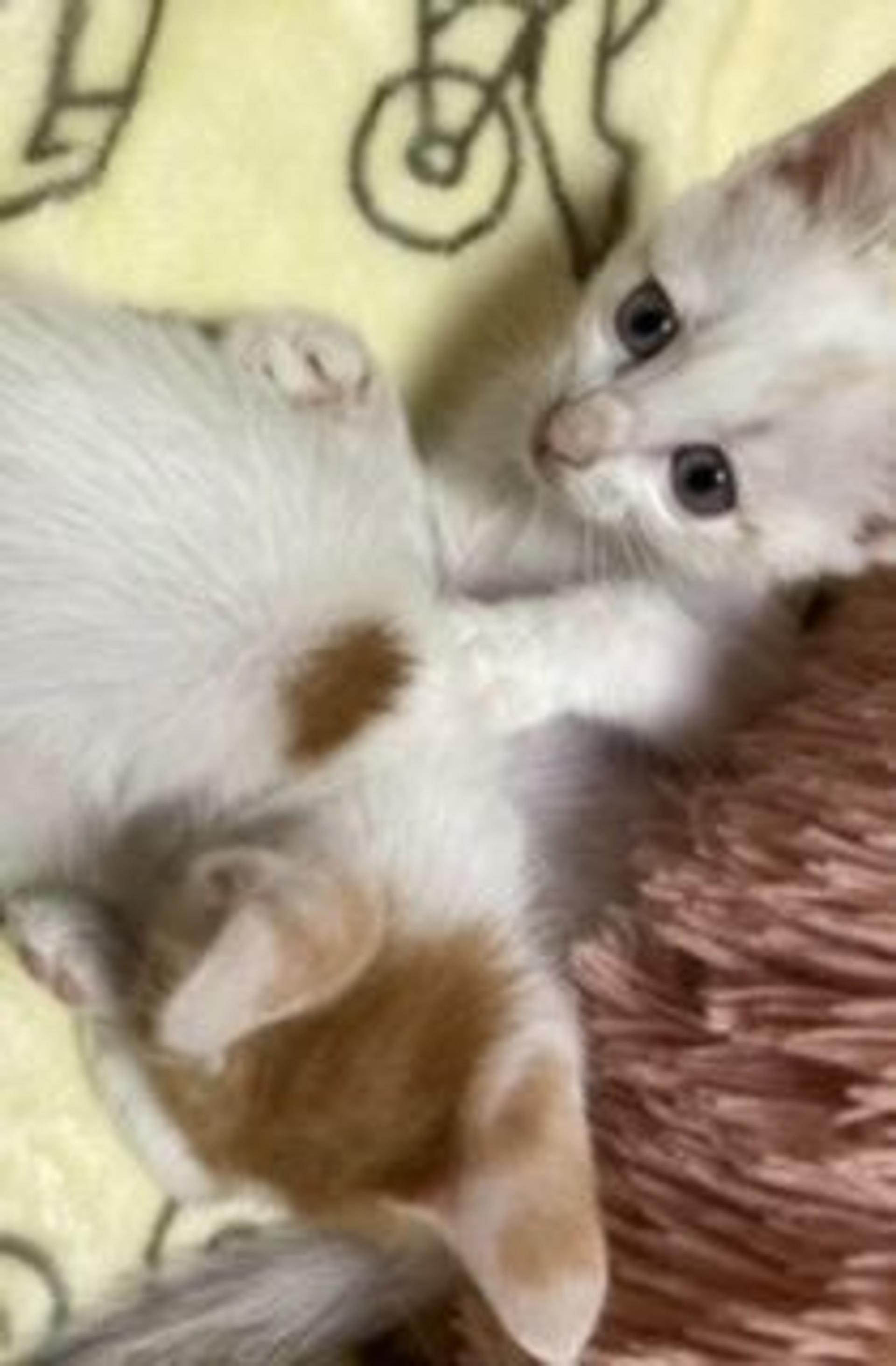 pet-image-4