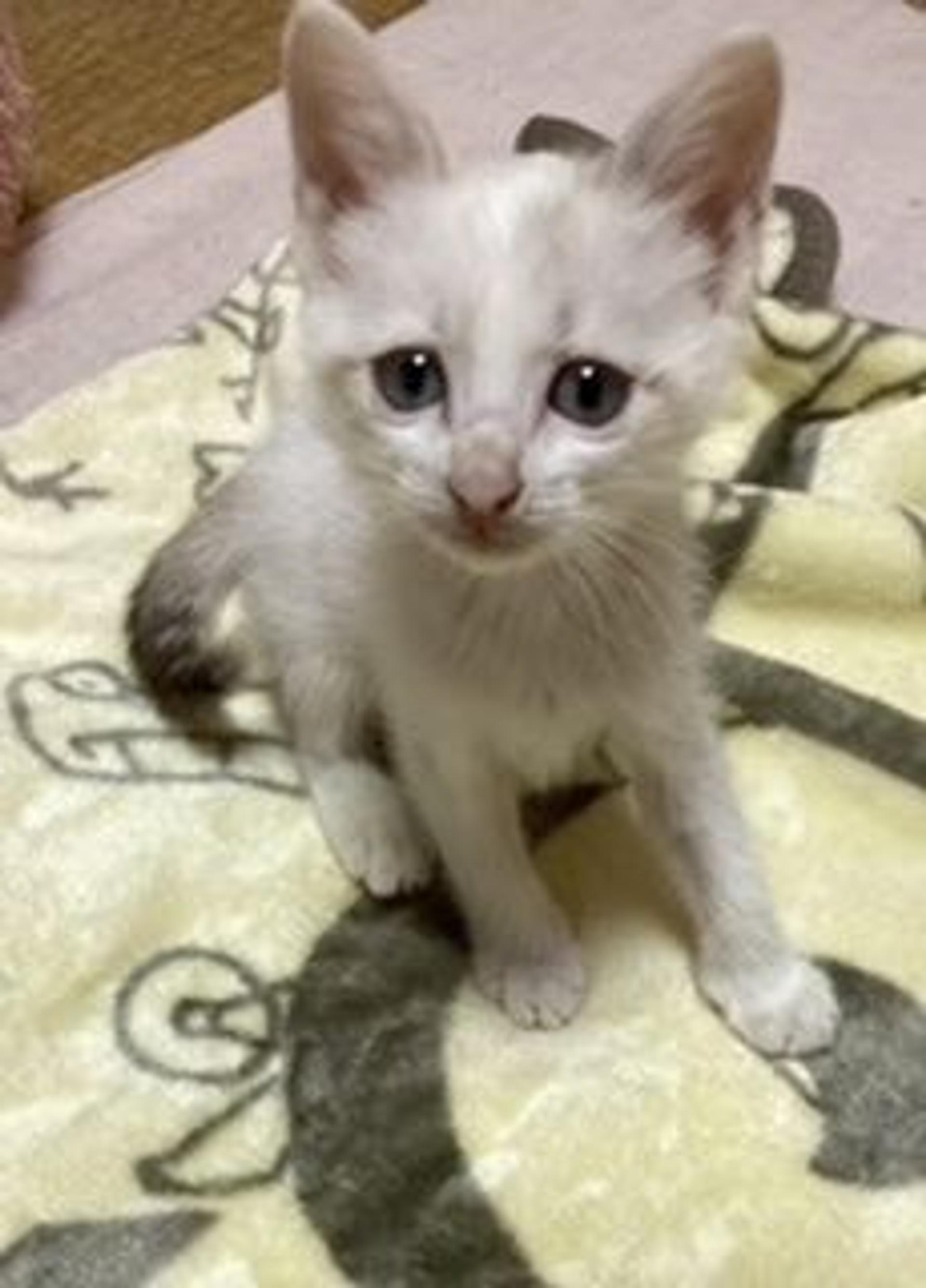 pet-image-6