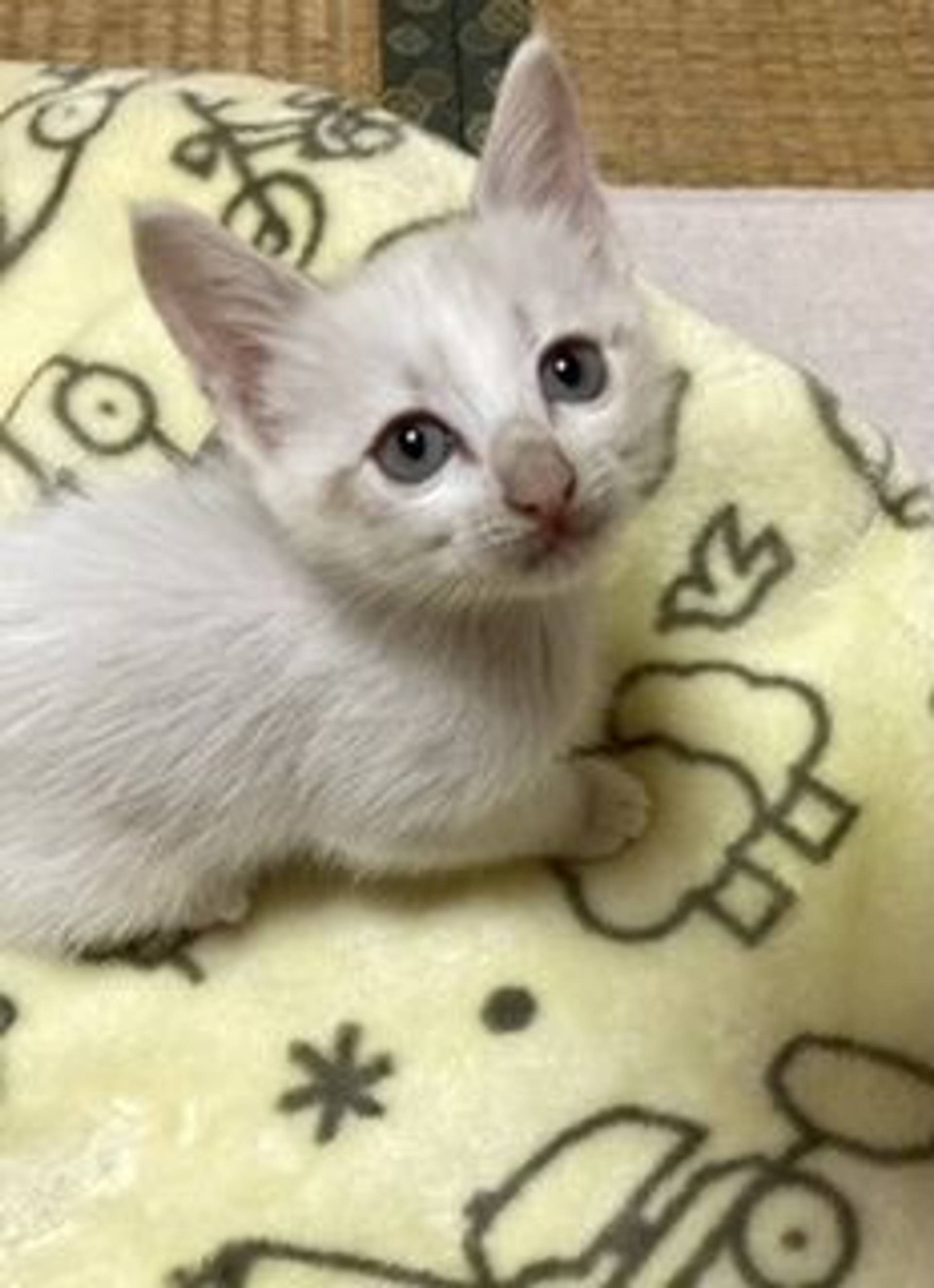 雑種（ミックス猫）・メスの里親募集の写真