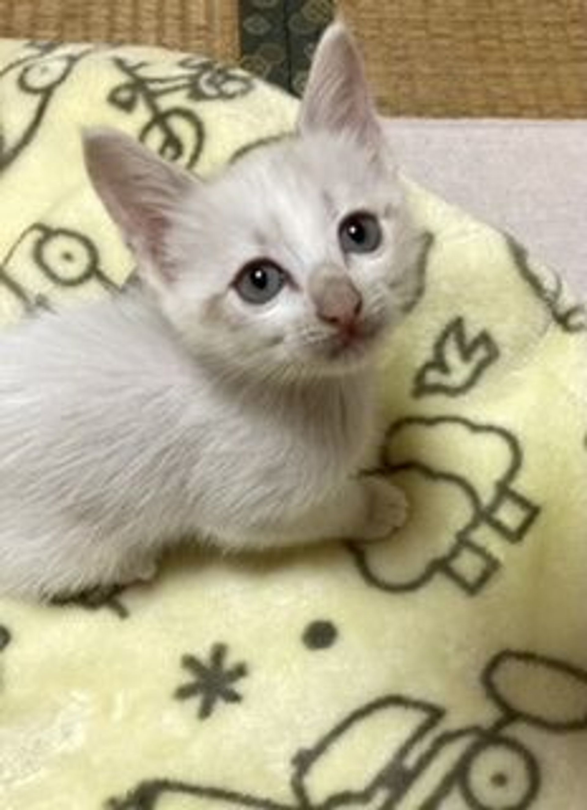 雑種（ミックス猫）・メスの里親募集の写真