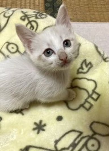 メグちゃんの写真