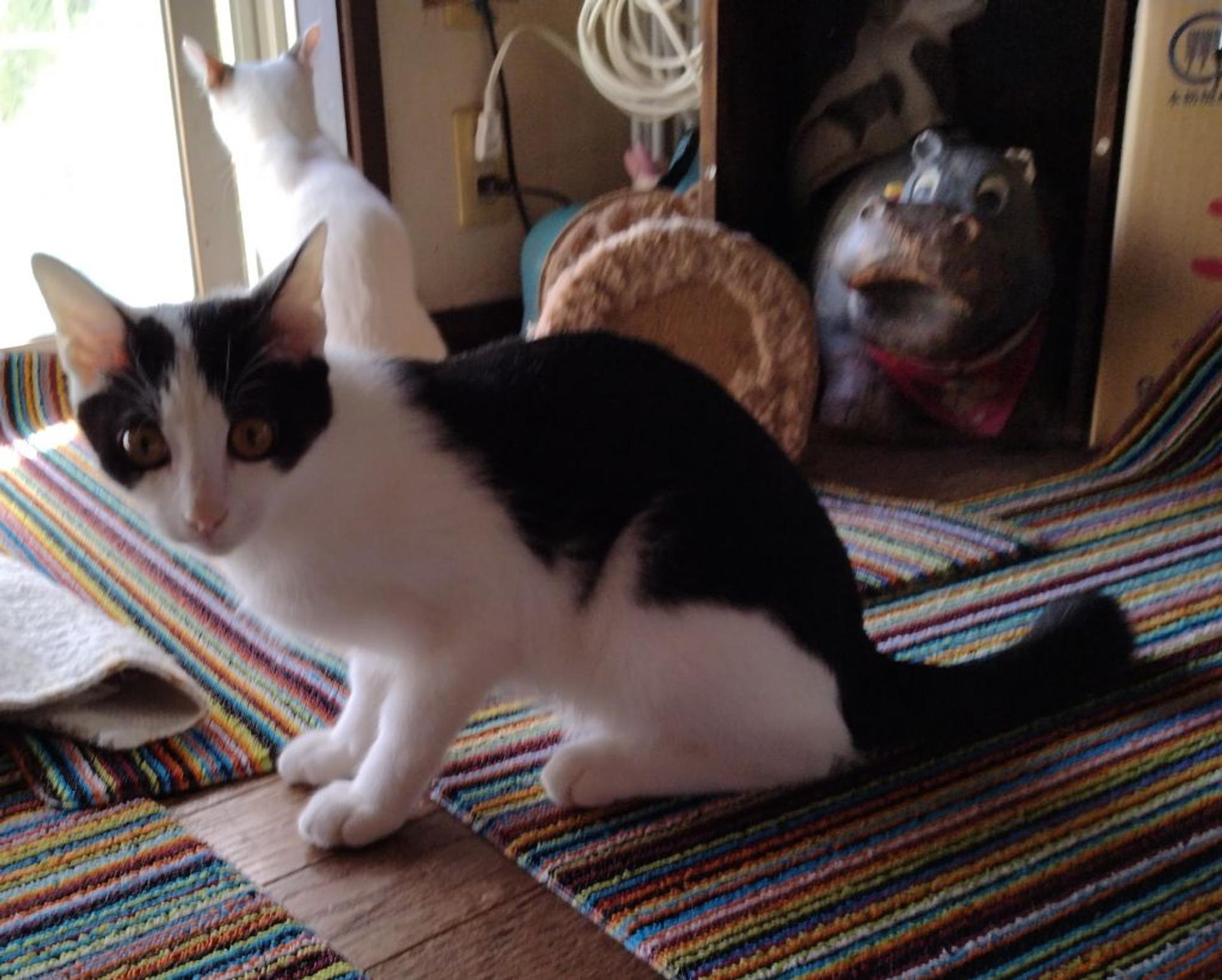 pet-image-2