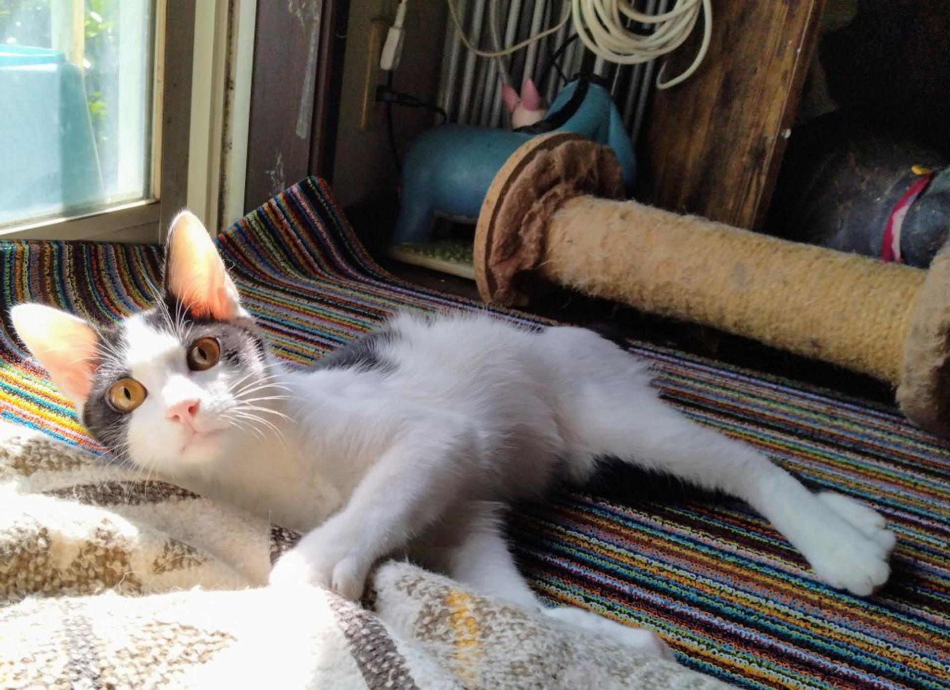 pet-image-3