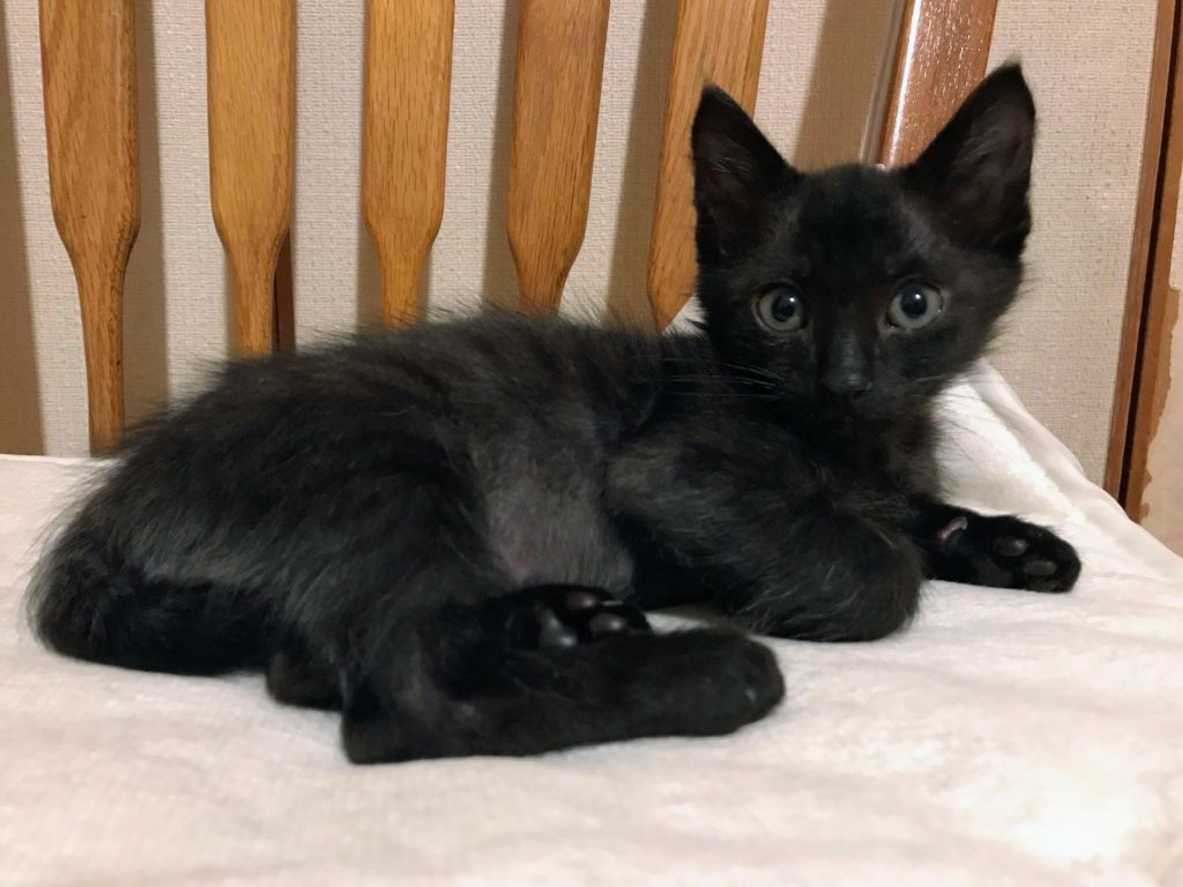 pet-image-3