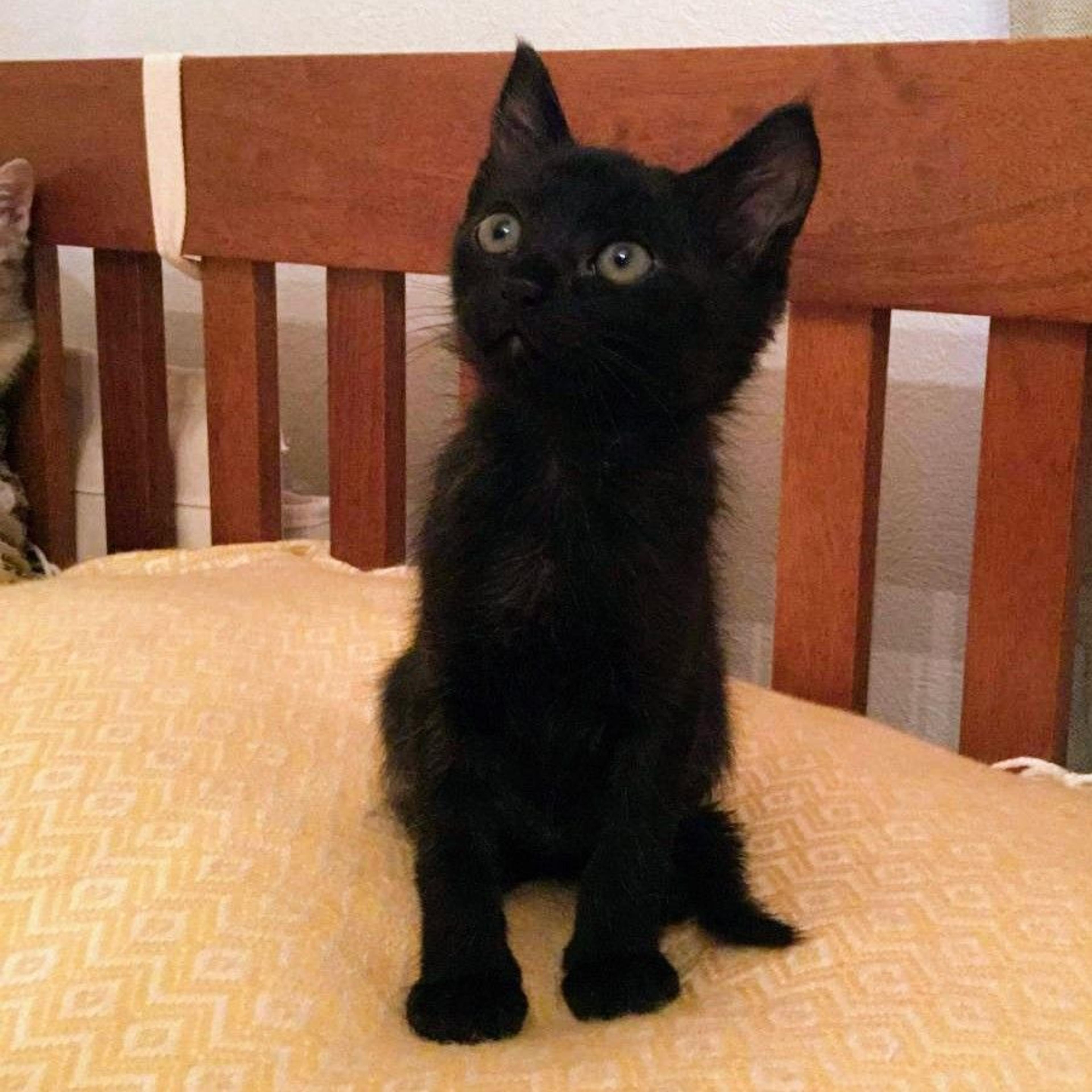 pet-image-4