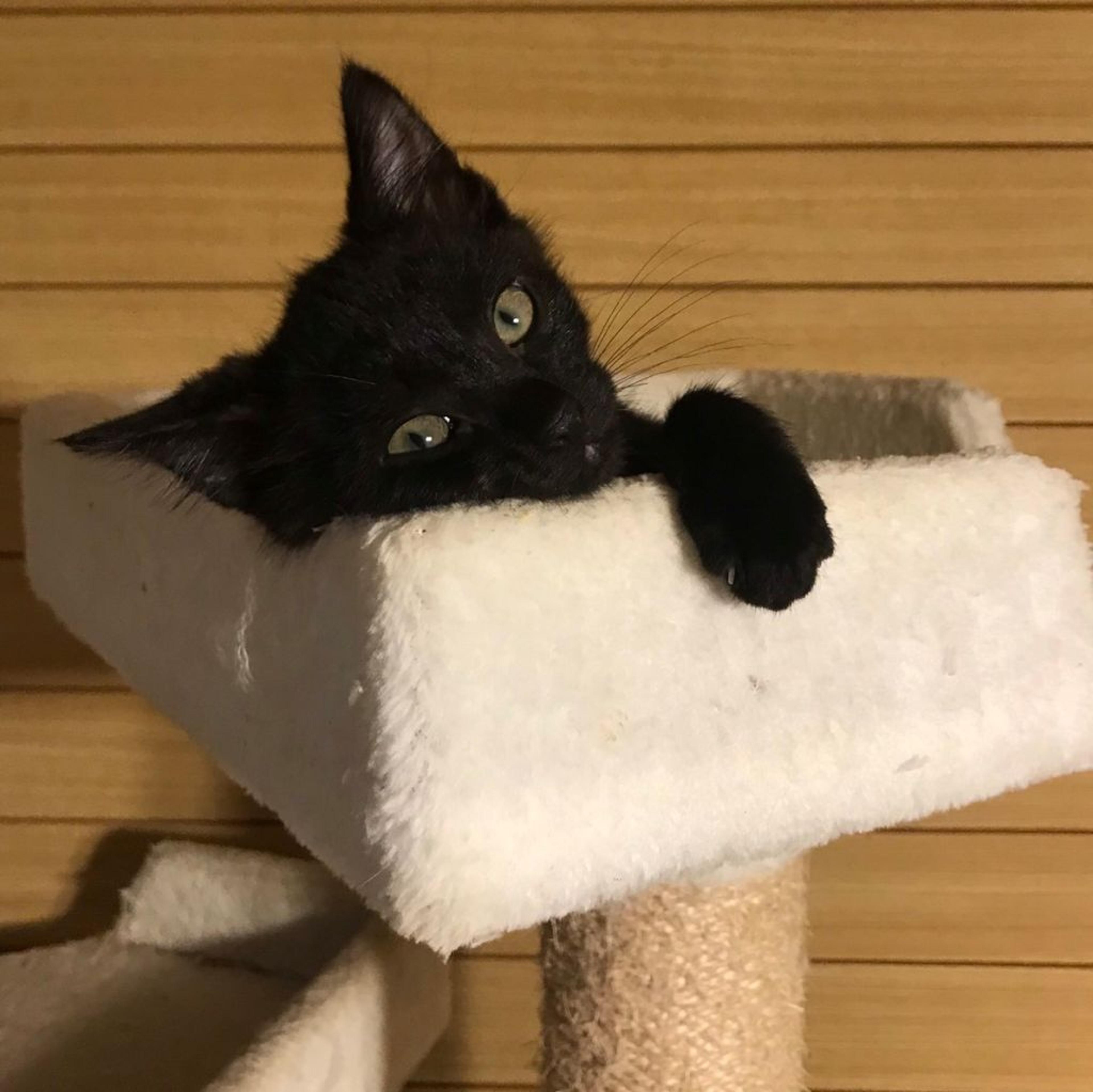 pet-image-2