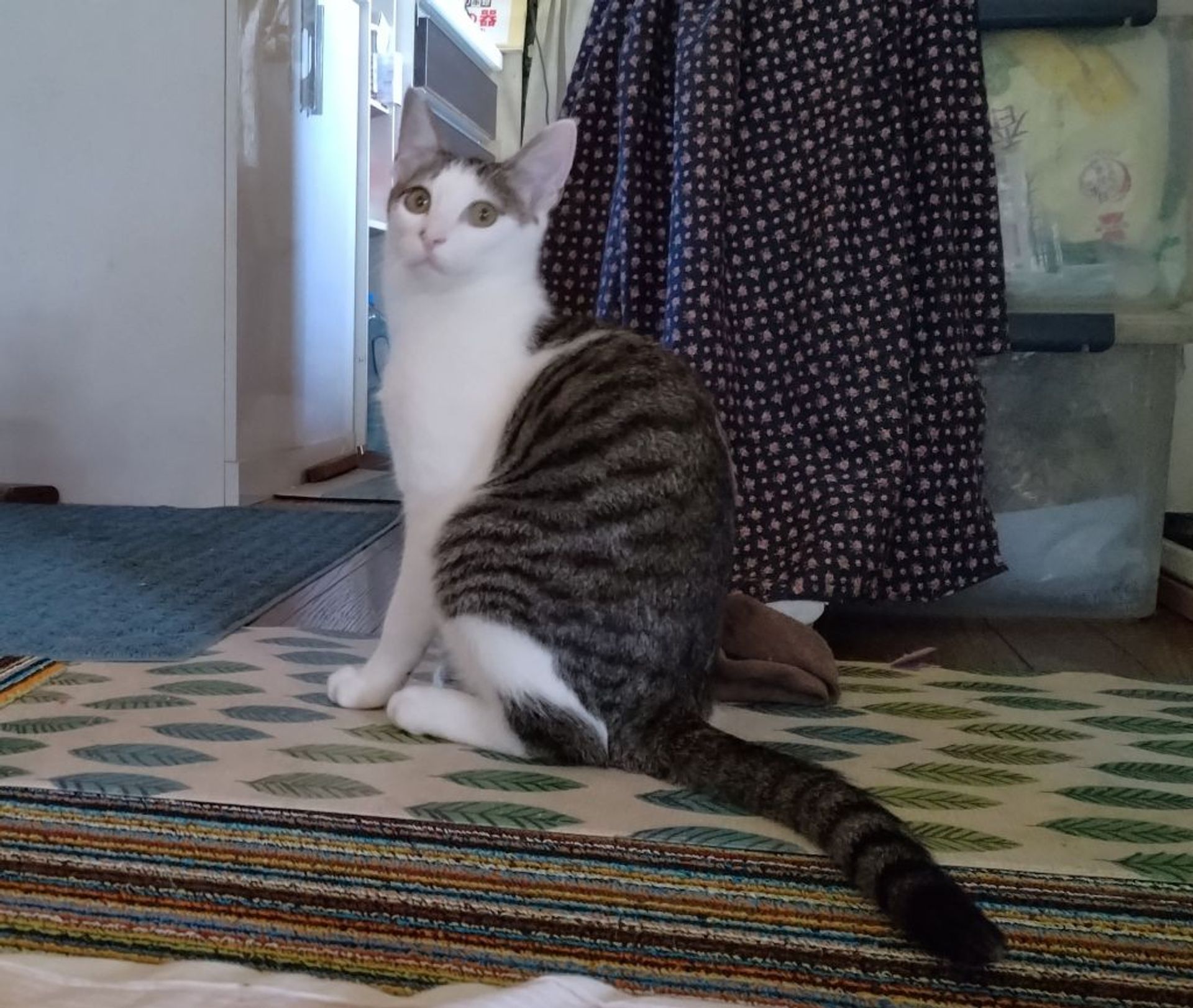 雑種（ミックス猫）・オスの里親募集の写真