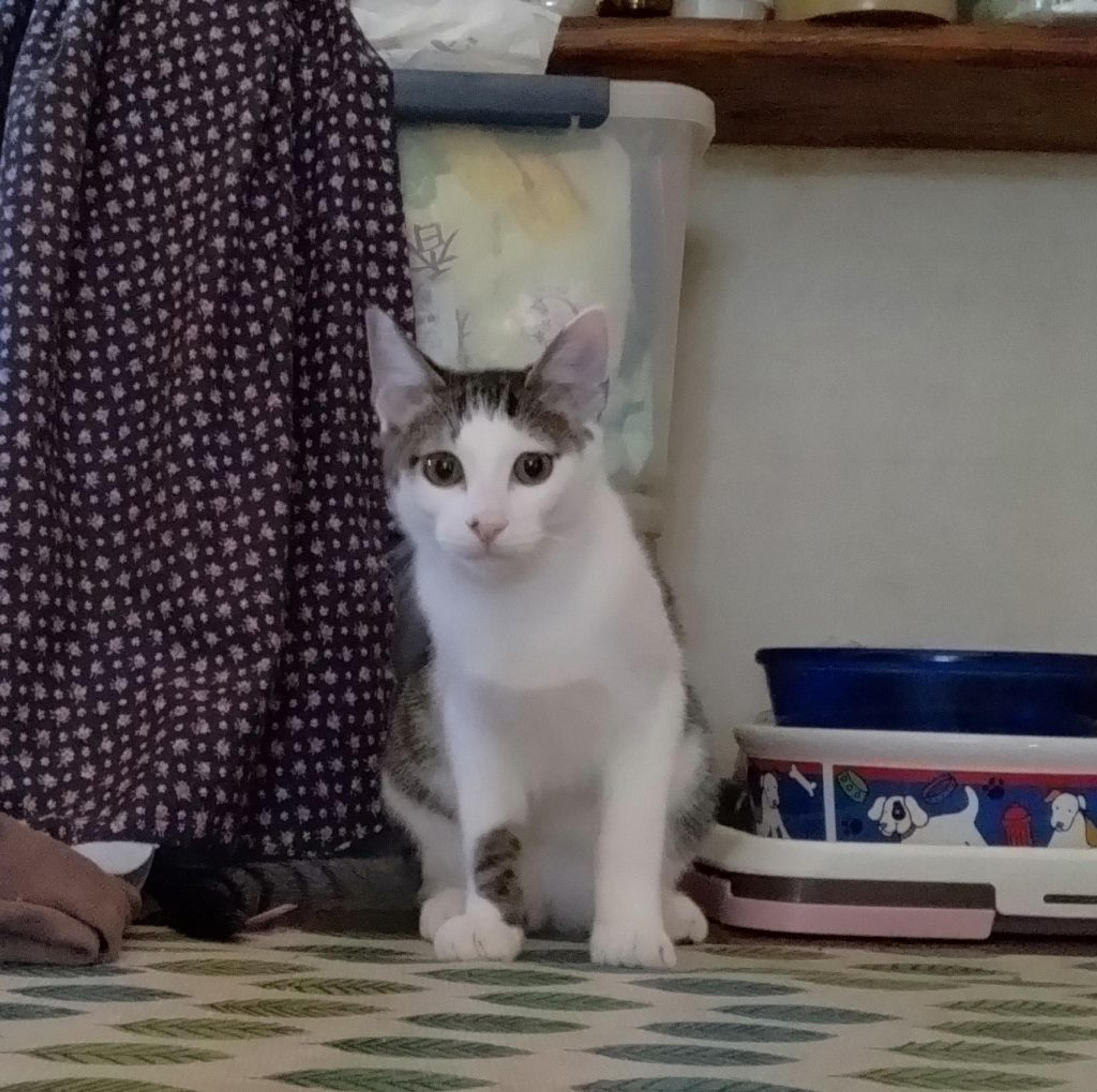pet-image-2