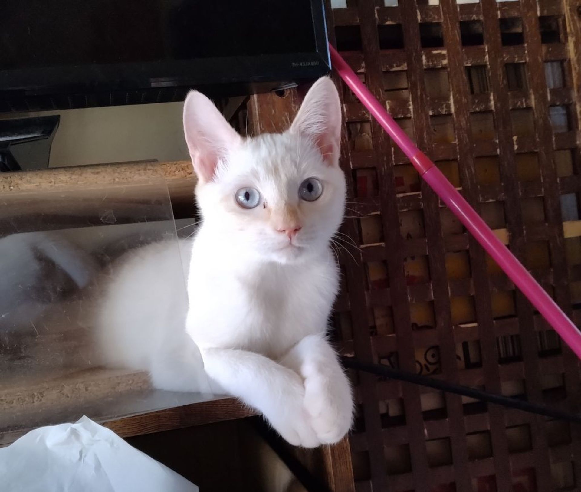 雑種（ミックス猫）・メスの里親募集の写真