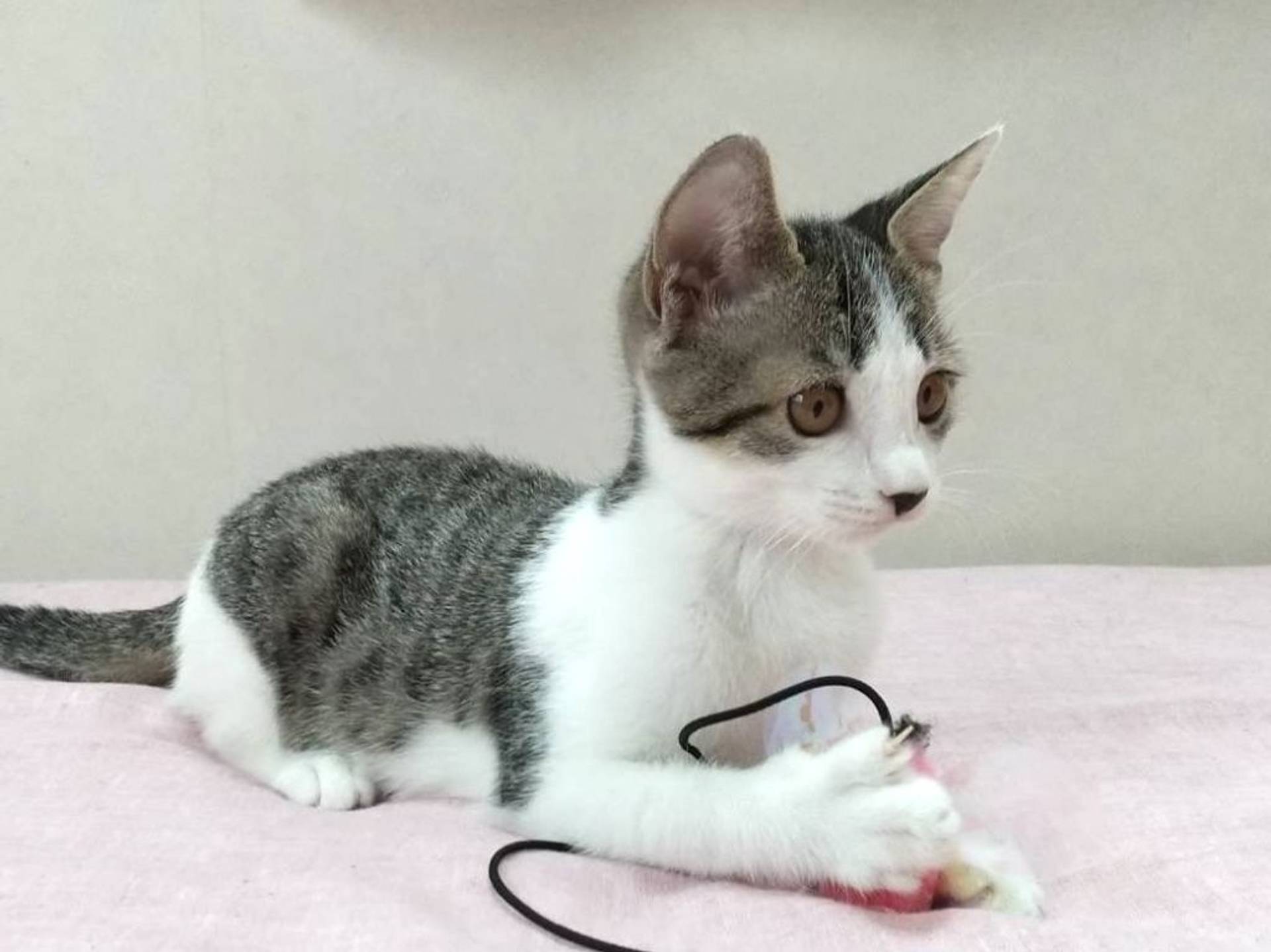 雑種（ミックス猫）・メスの里親募集の写真