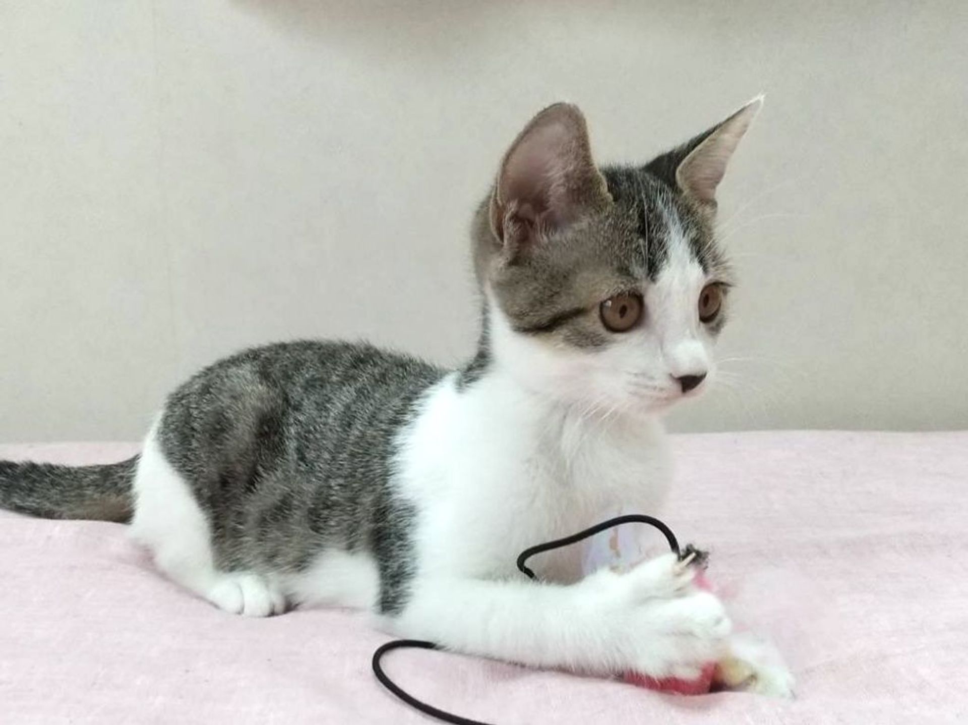 雑種（ミックス猫）・メスの里親募集の写真