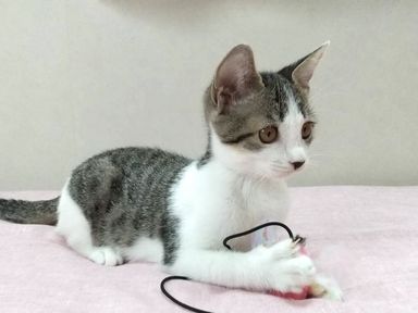 ちゃちゃの写真