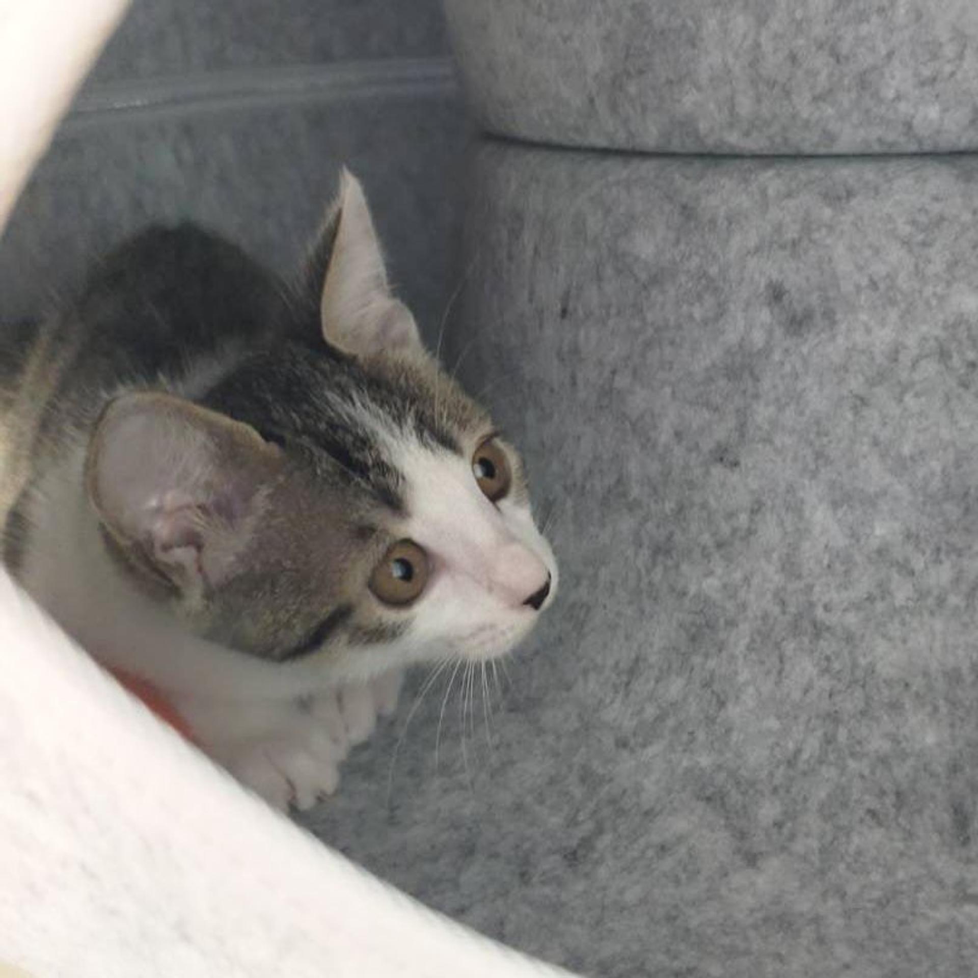 pet-image-3