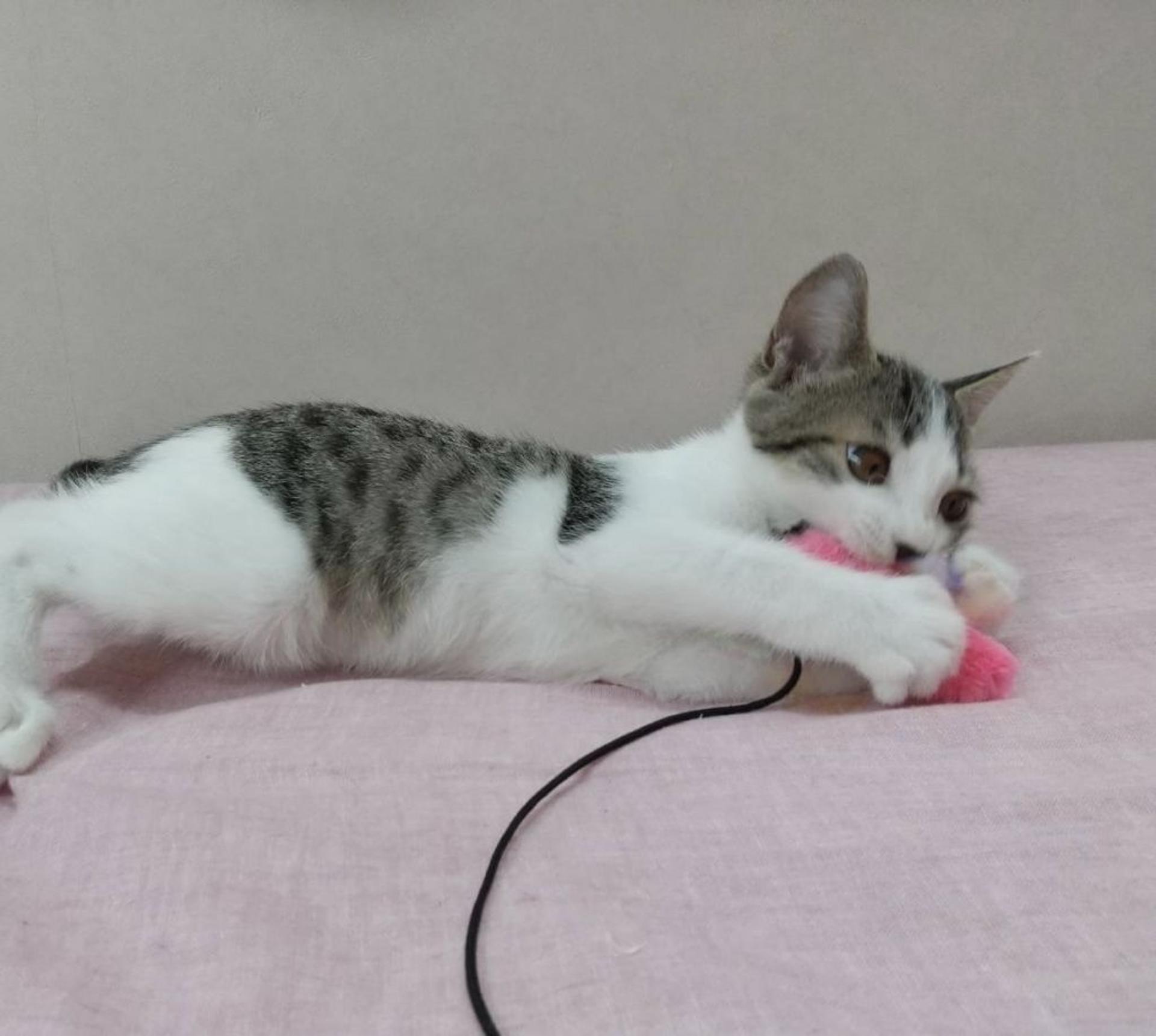 pet-image-4