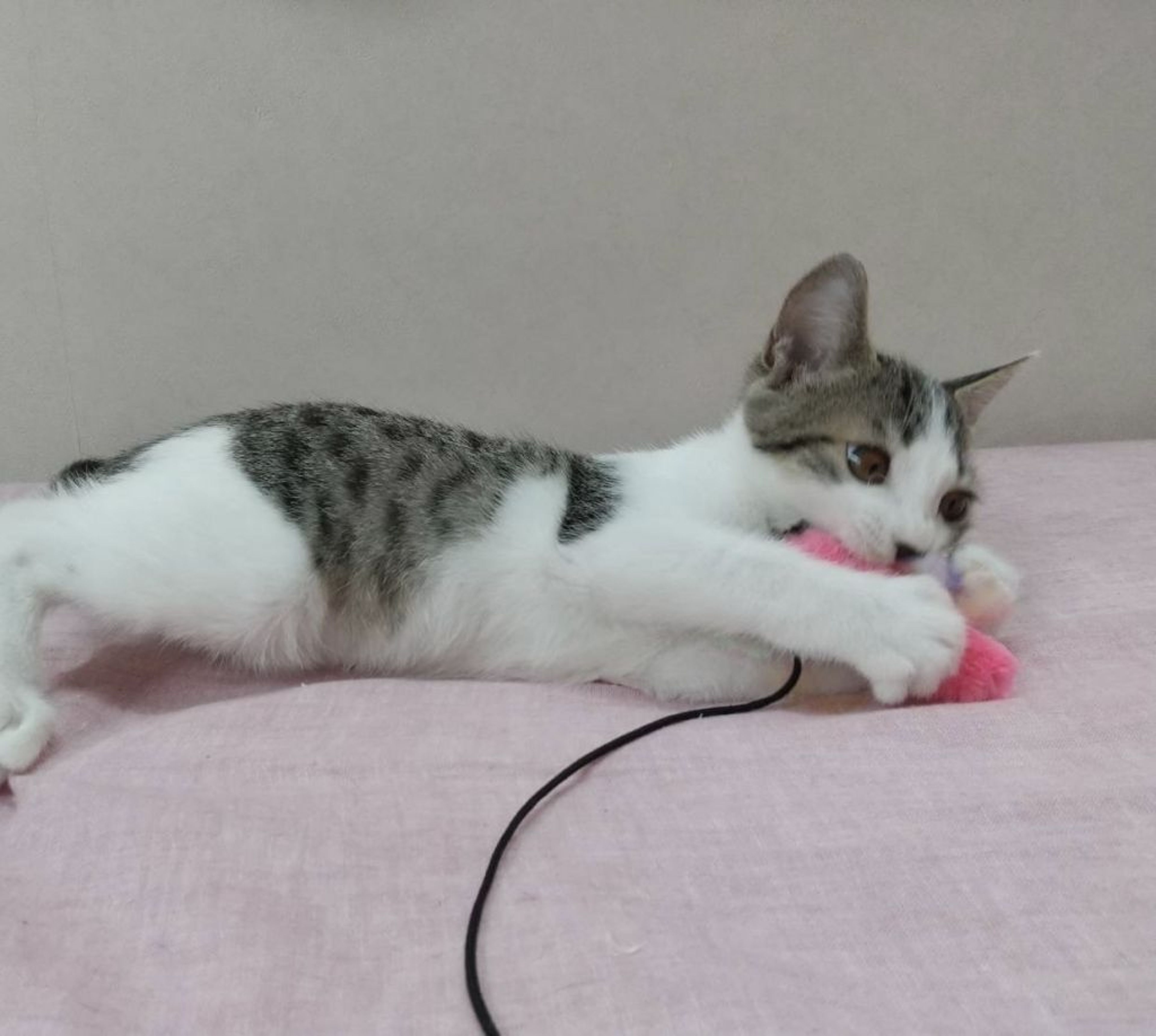 pet-image-4