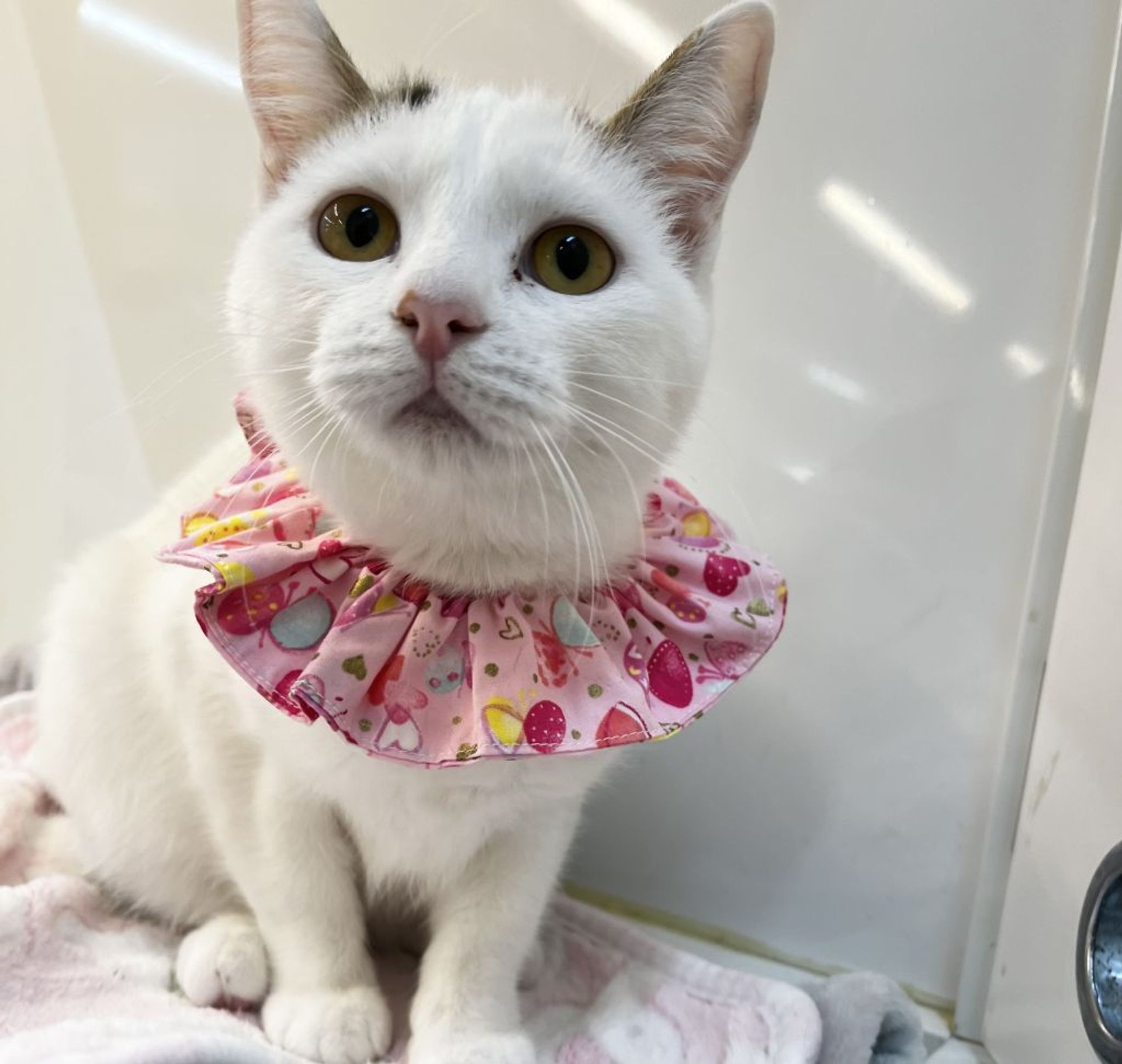 雑種（ミックス猫）・メスの里親募集の写真