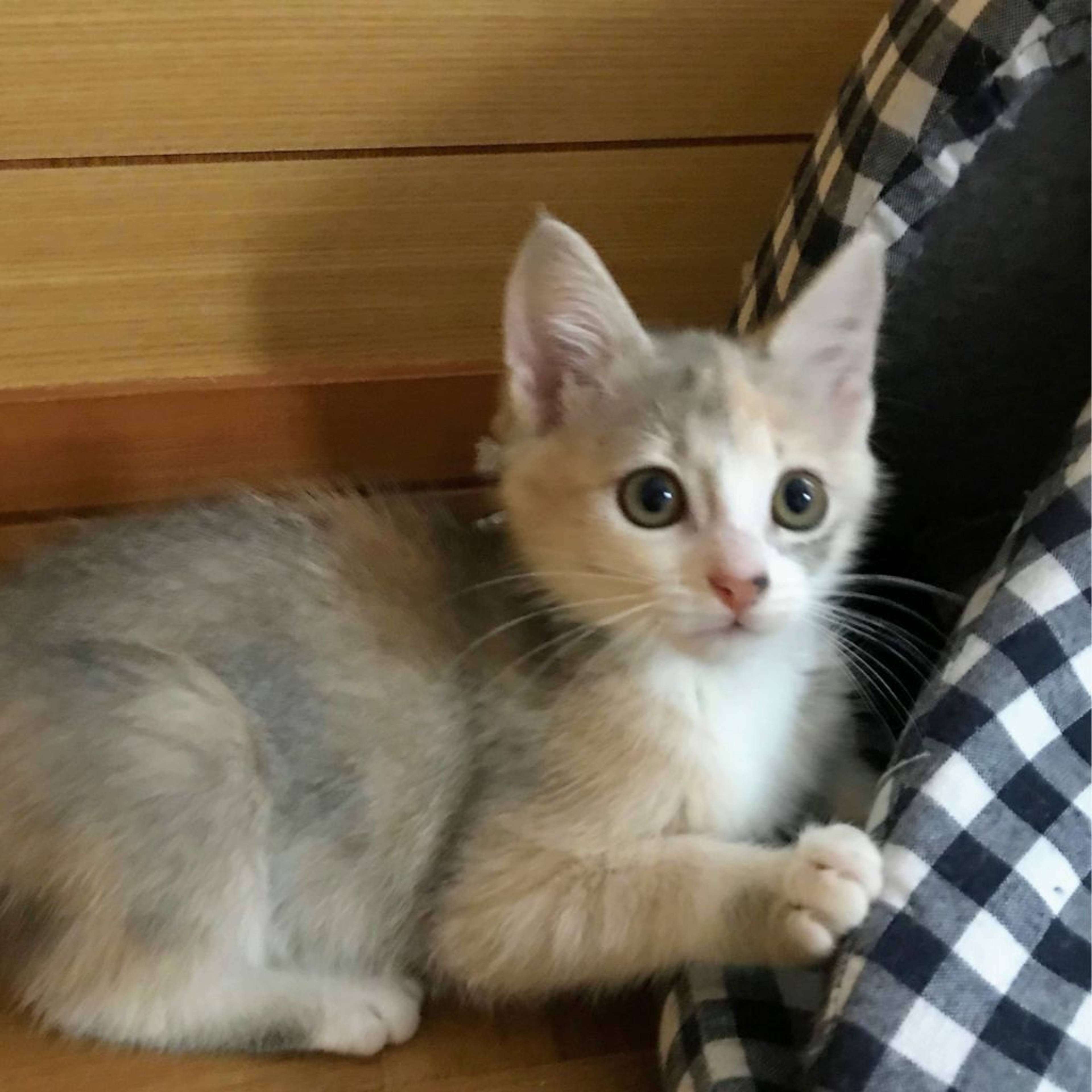 雑種（ミックス猫）・メスの里親募集の写真