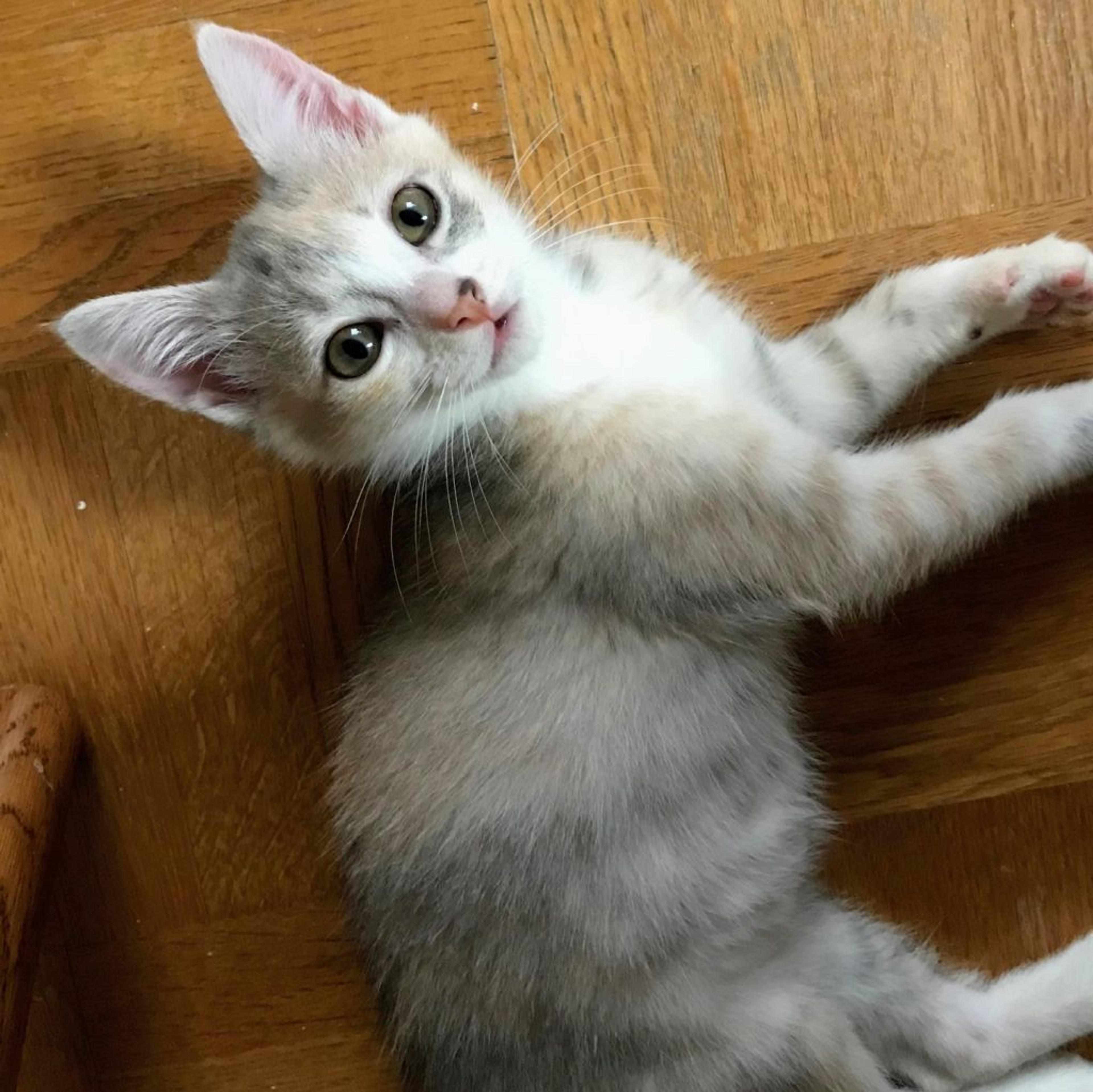pet-image-2