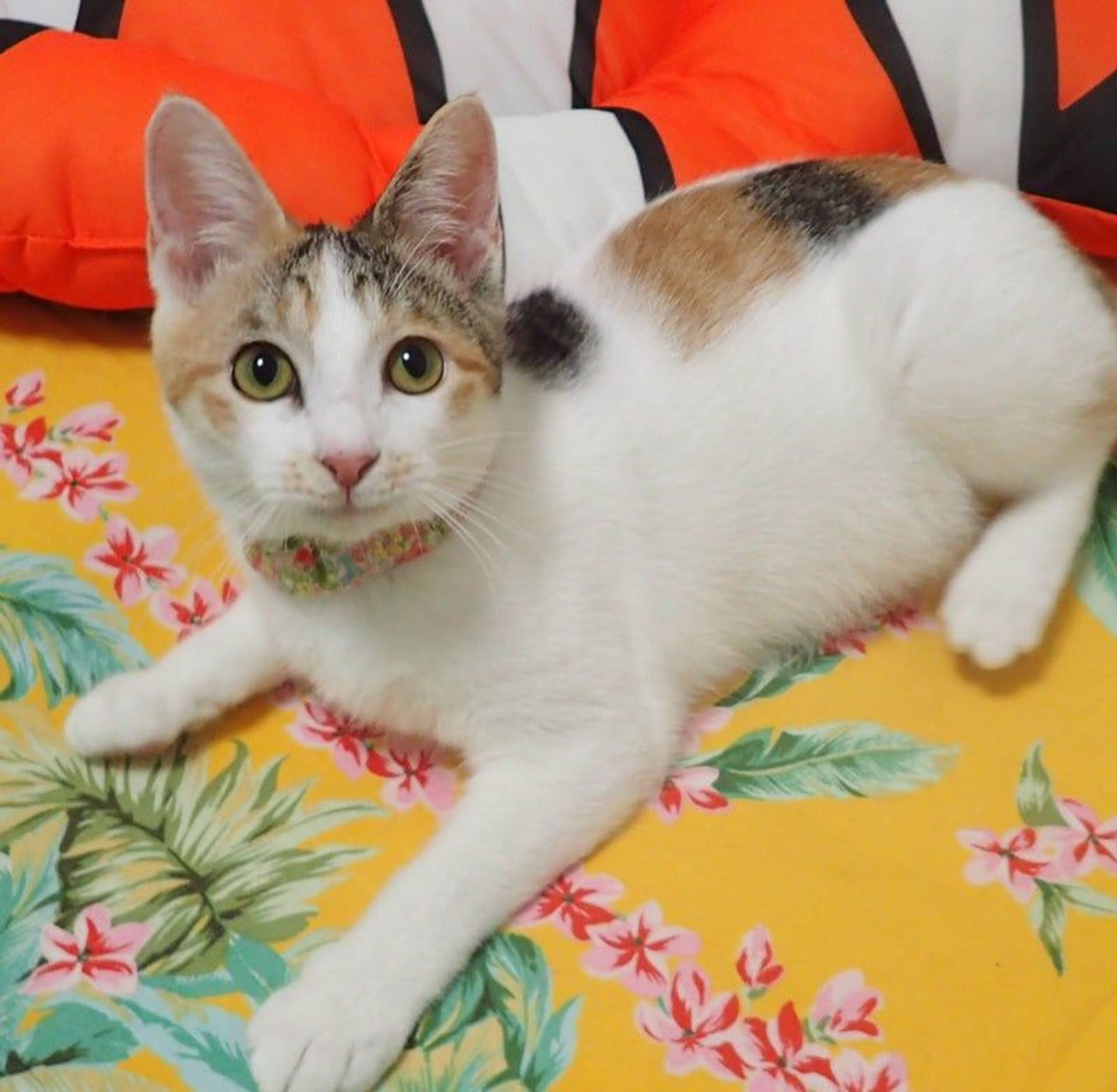 日本猫・メスの里親募集の写真