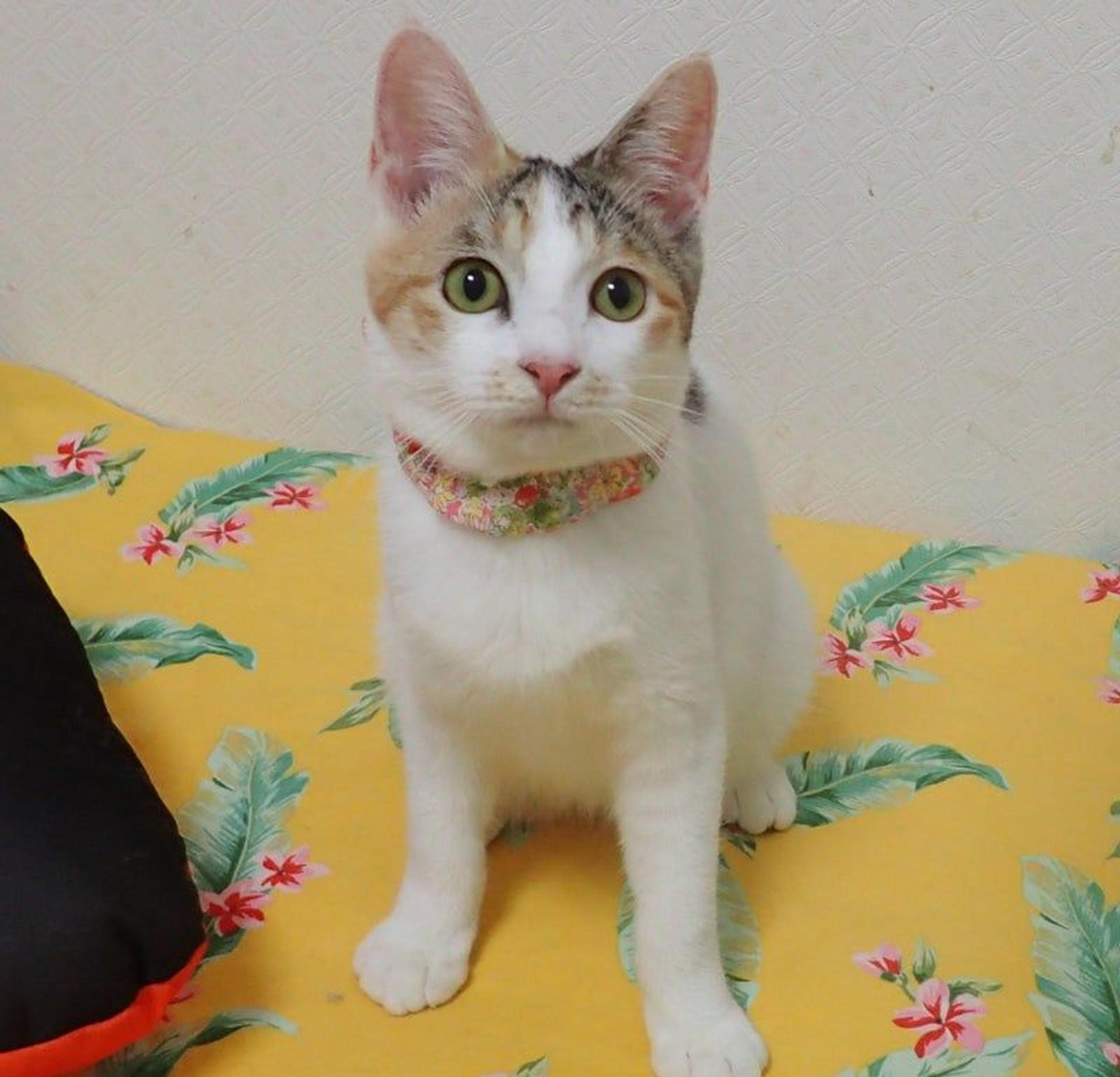 pet-image-2