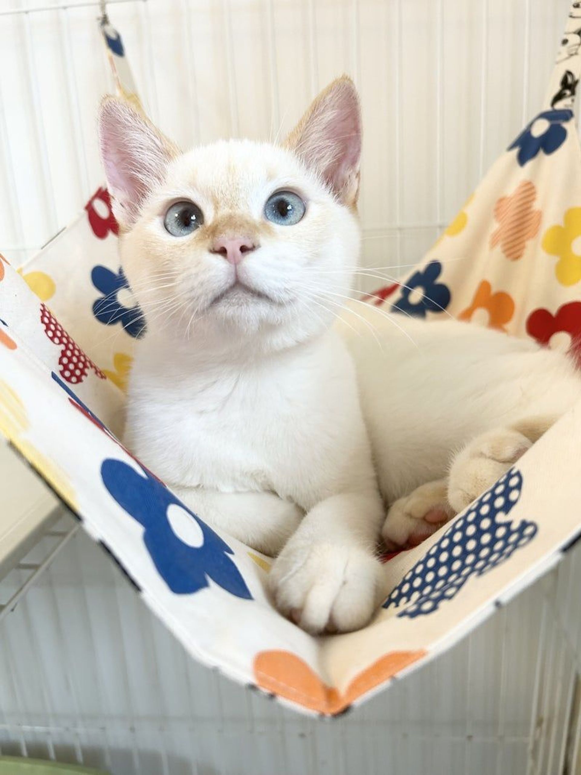 雑種（ミックス猫）・オスの里親募集の写真