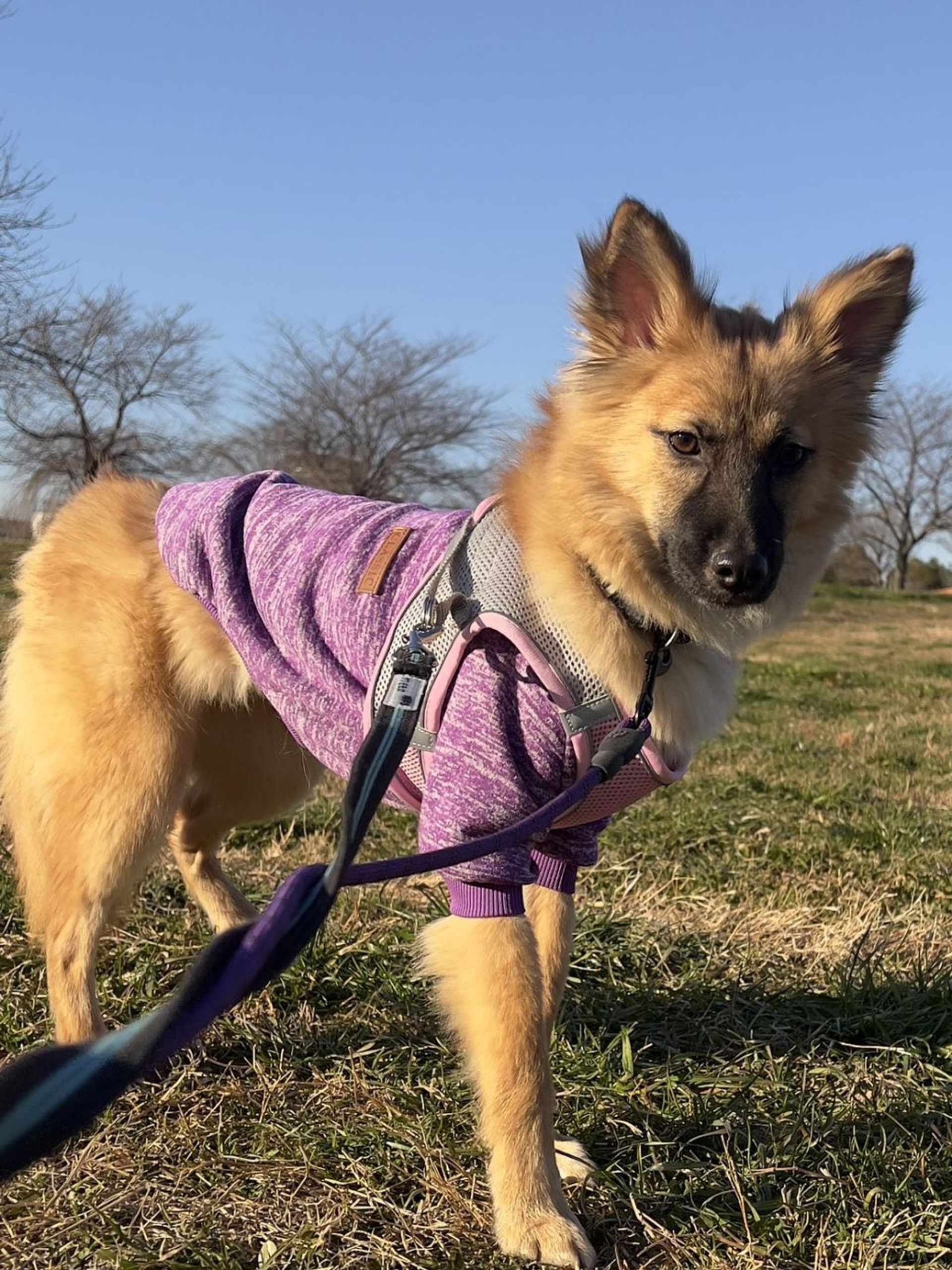 雑種（ミックス犬）・メスの里親募集の写真