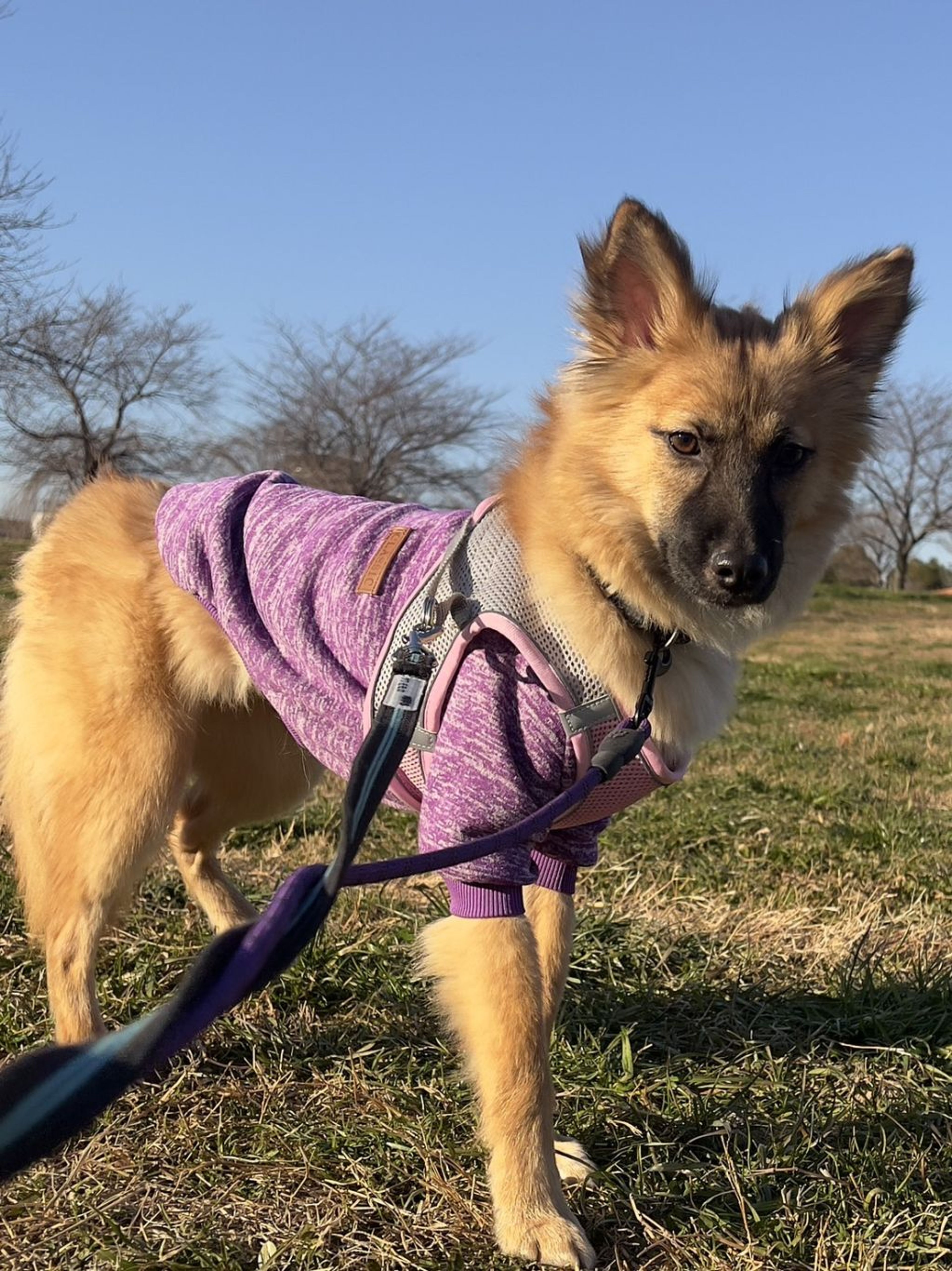 雑種（ミックス犬）・メスの里親募集の写真