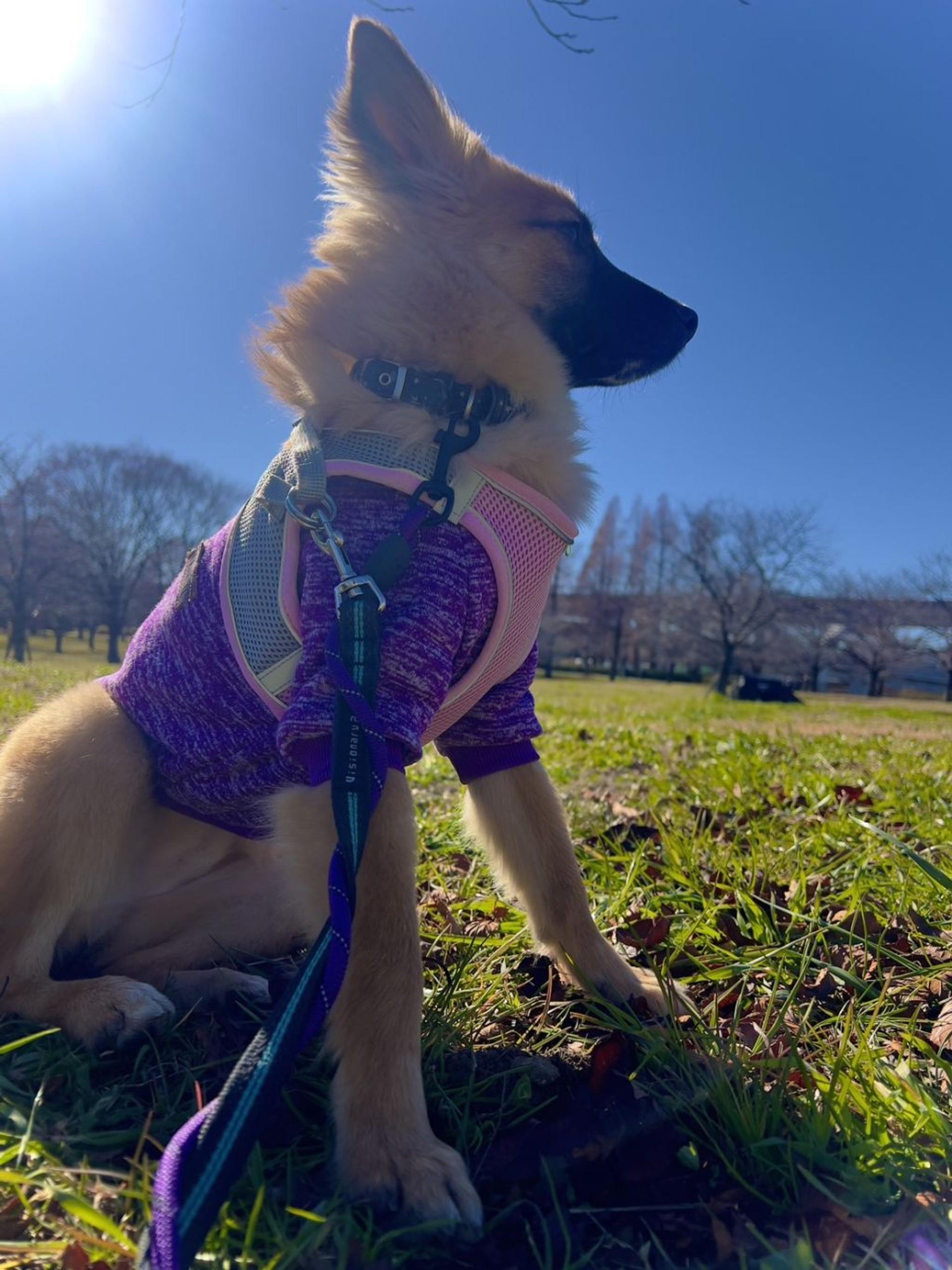 pet-image-3