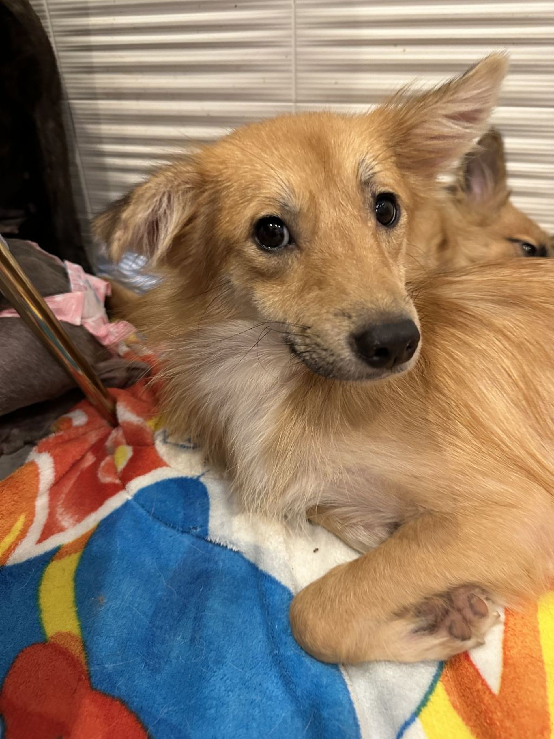 雑種（ミックス犬）・メスの里親募集の写真