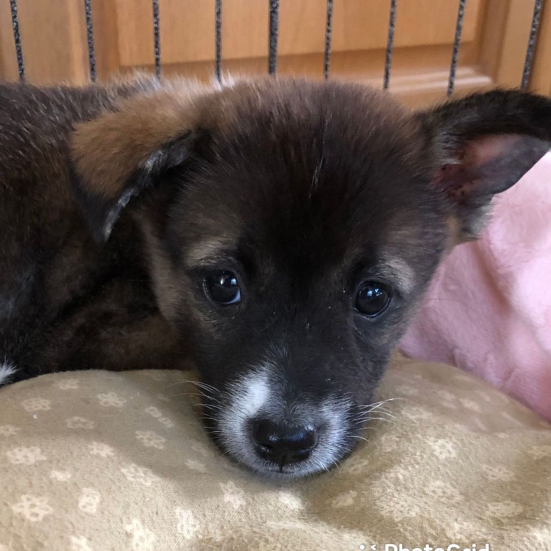 雑種（ミックス犬）・メスの里親募集の写真