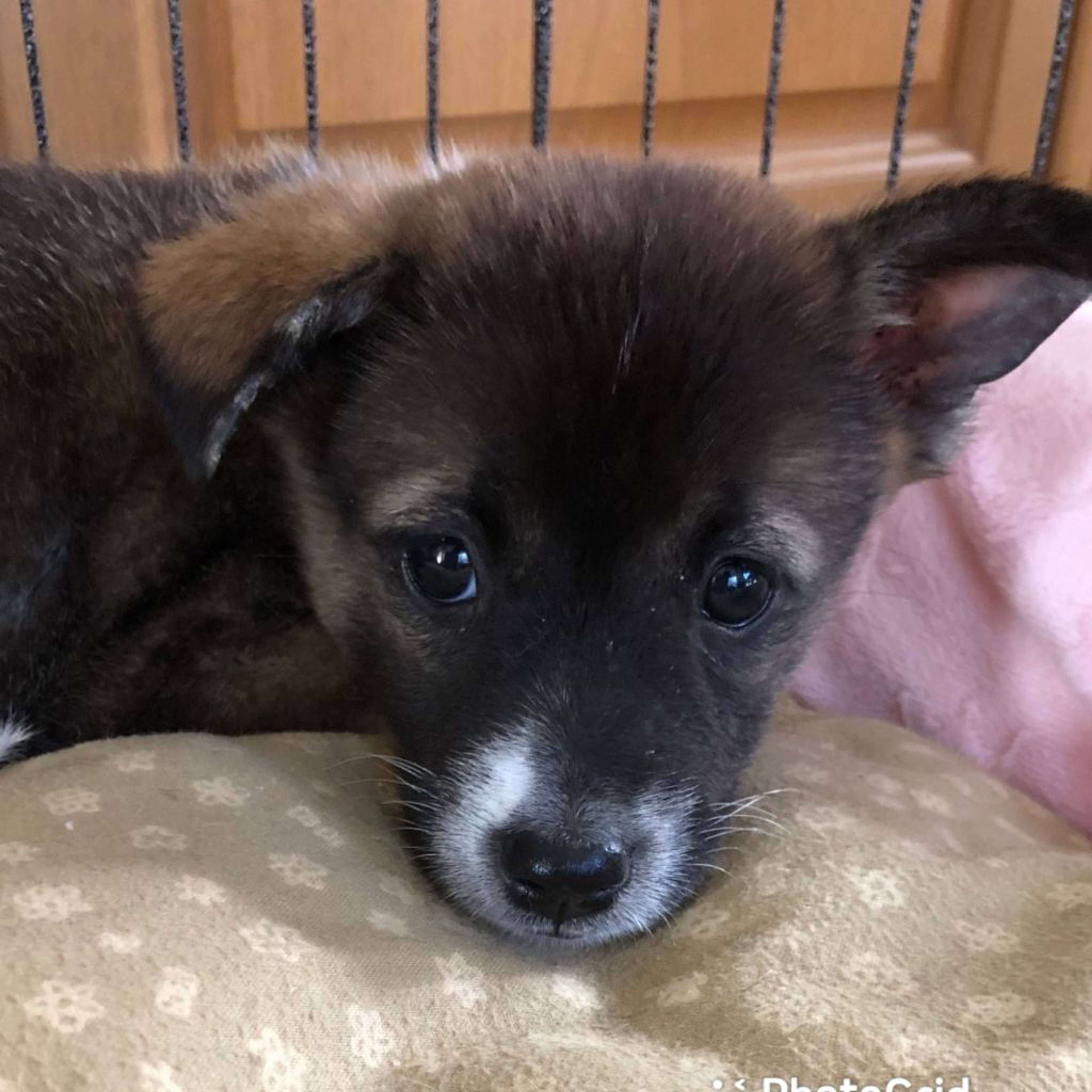 雑種（ミックス犬）・メスの里親募集の写真