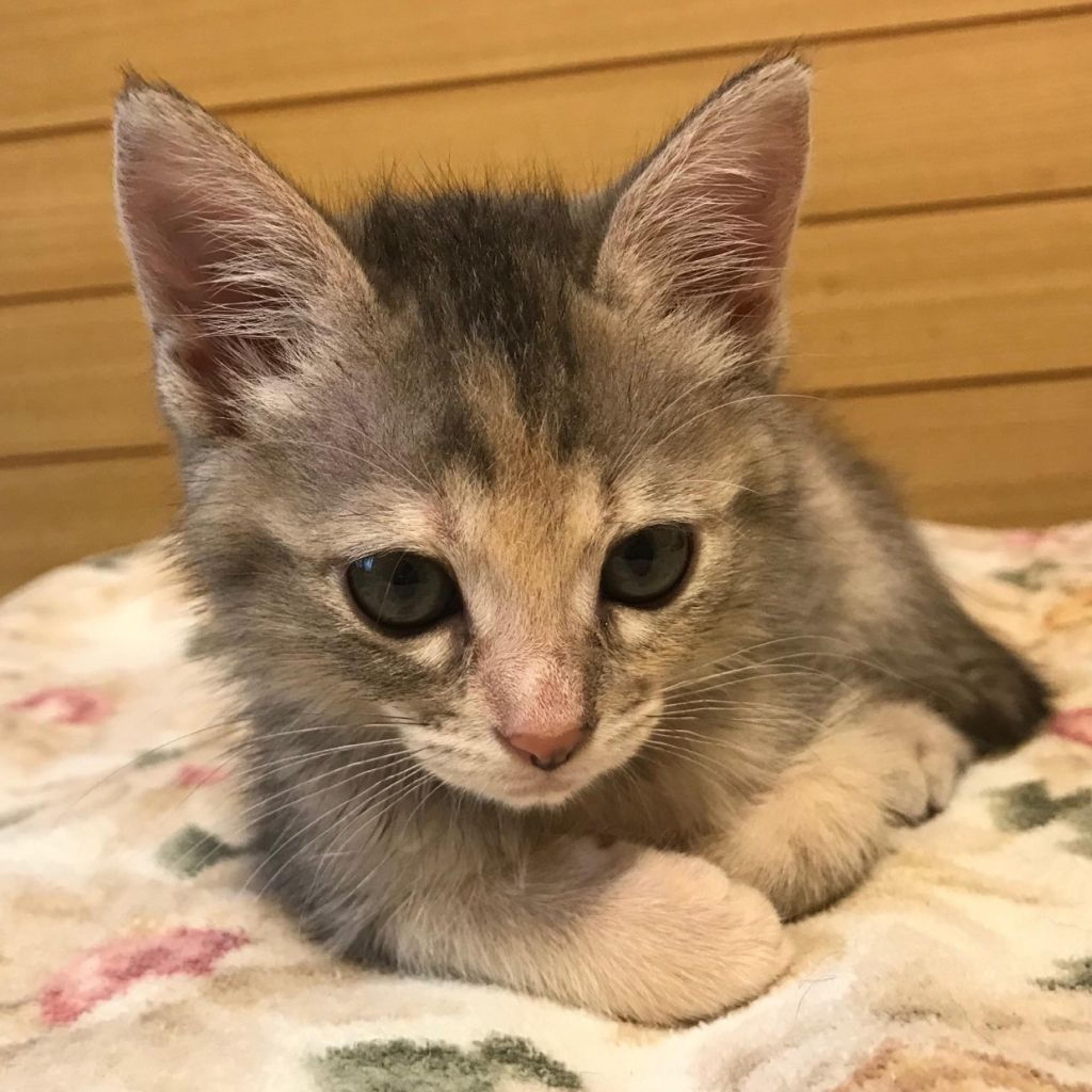 pet-image-2
