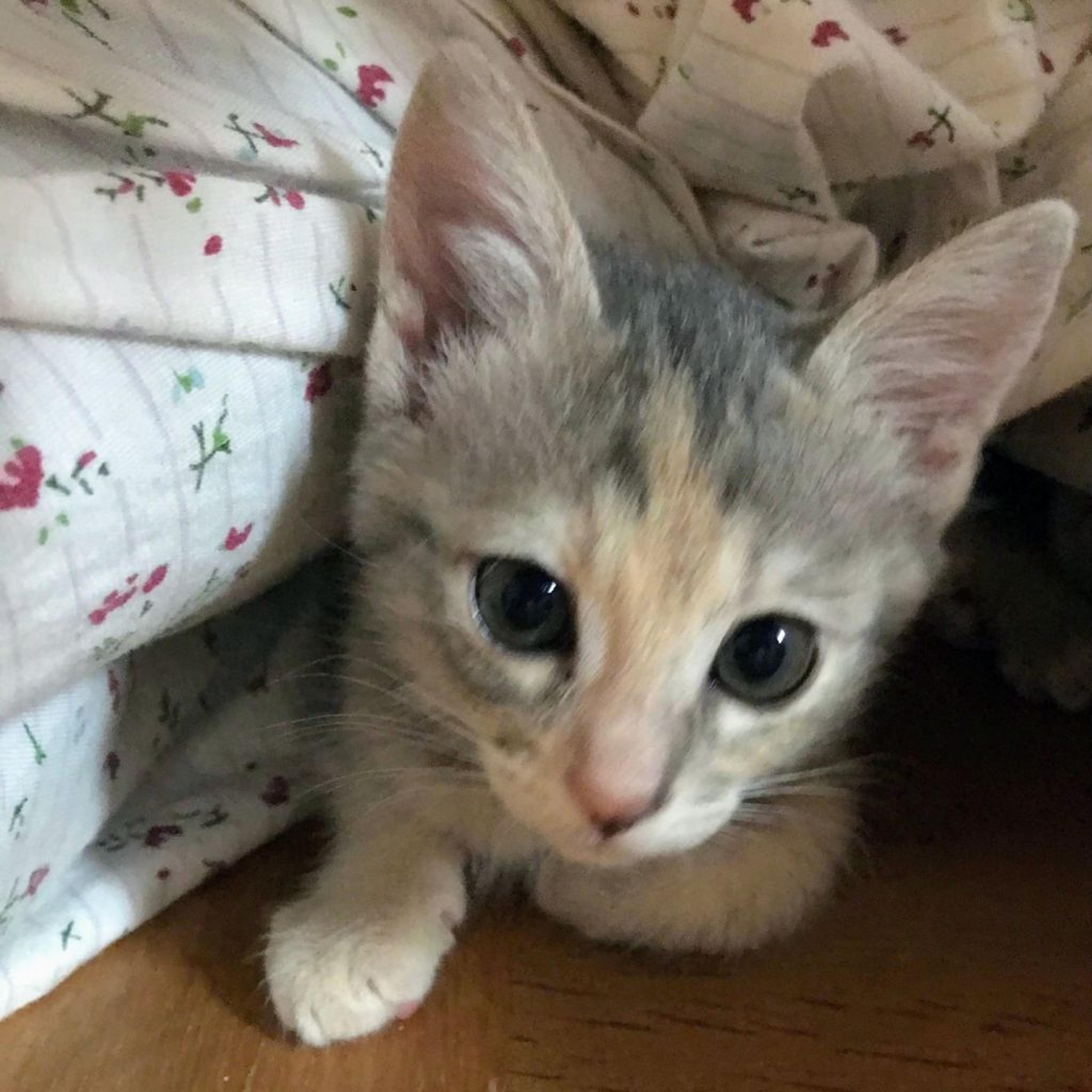pet-image-3