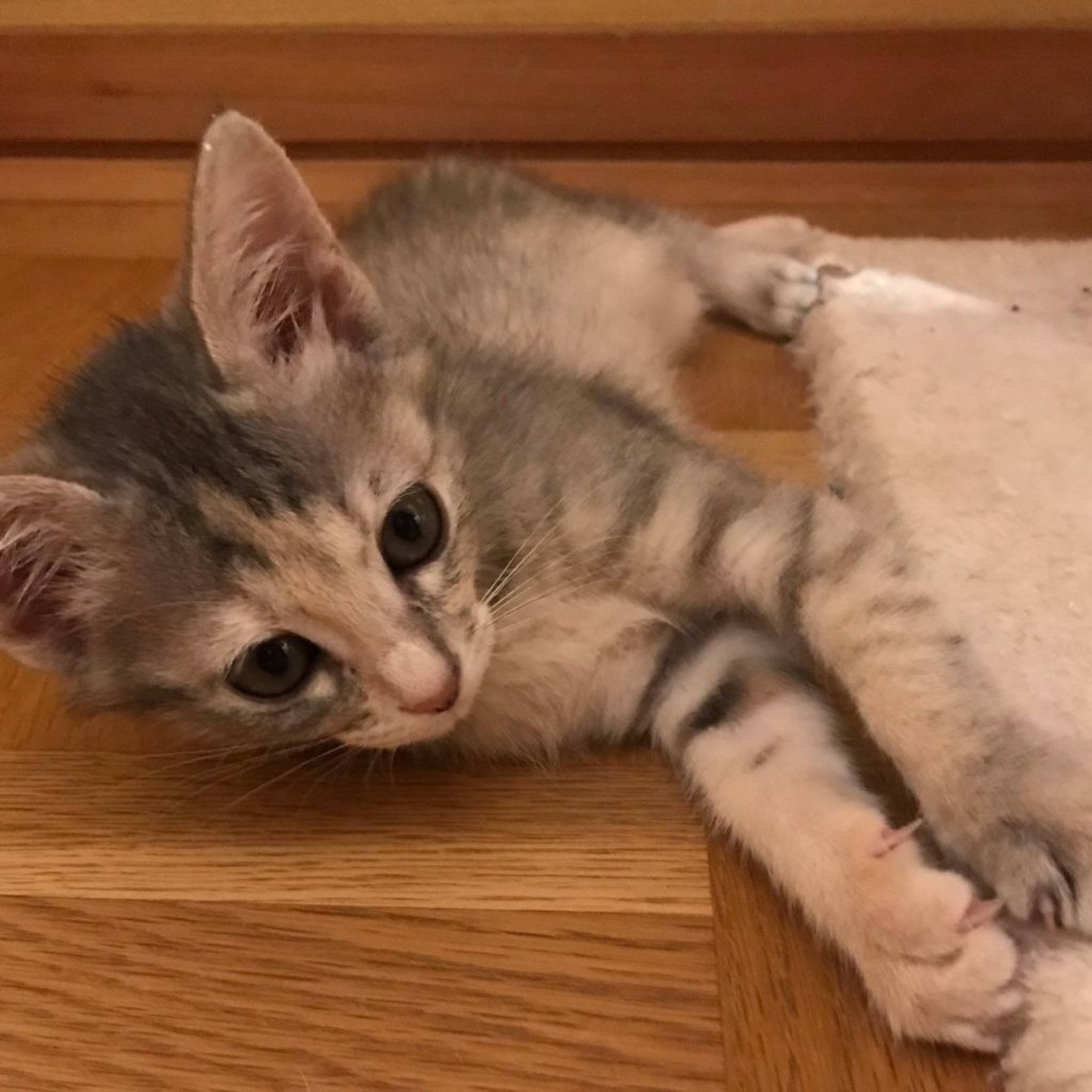 雑種（ミックス猫）・メスの里親募集の写真