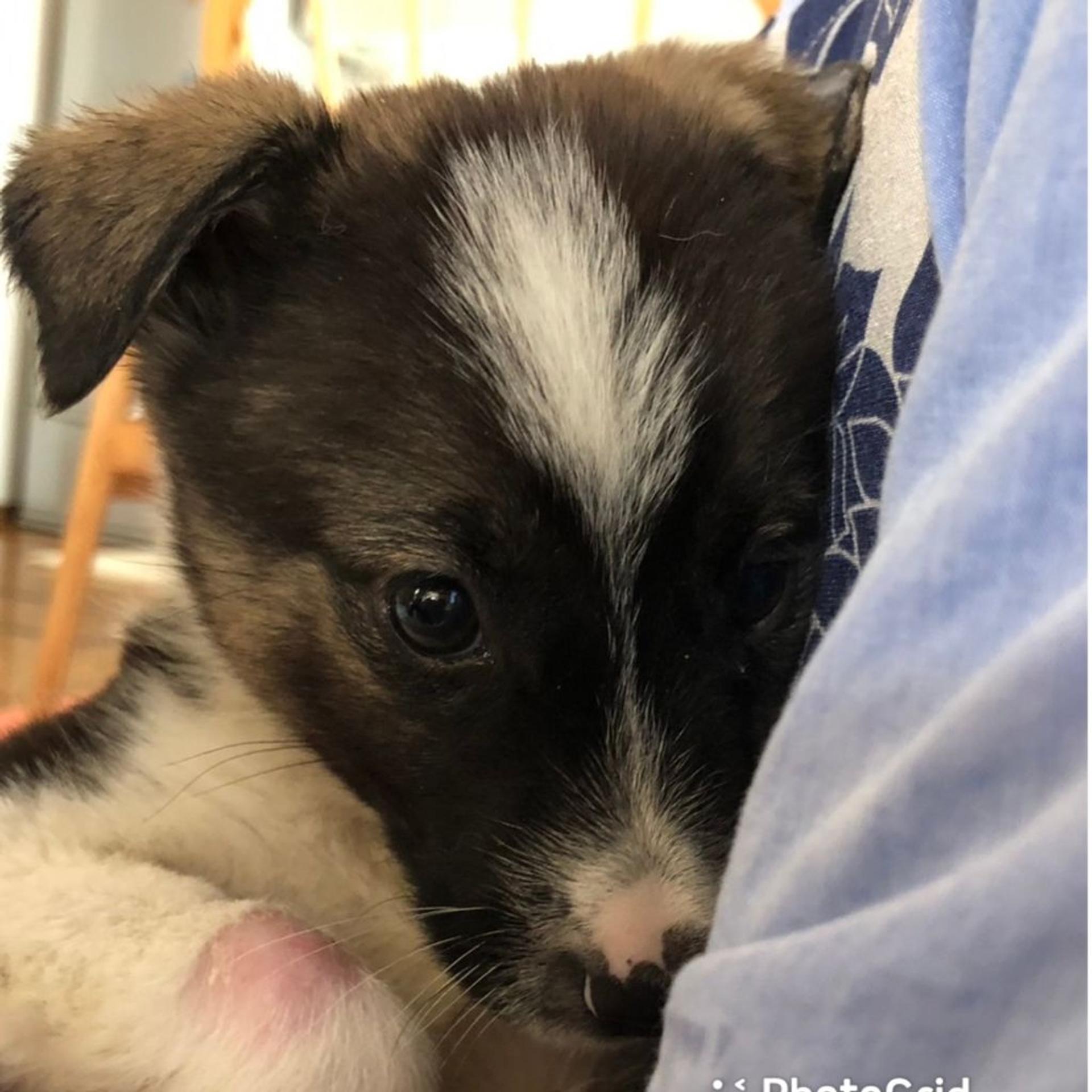pet-image-2