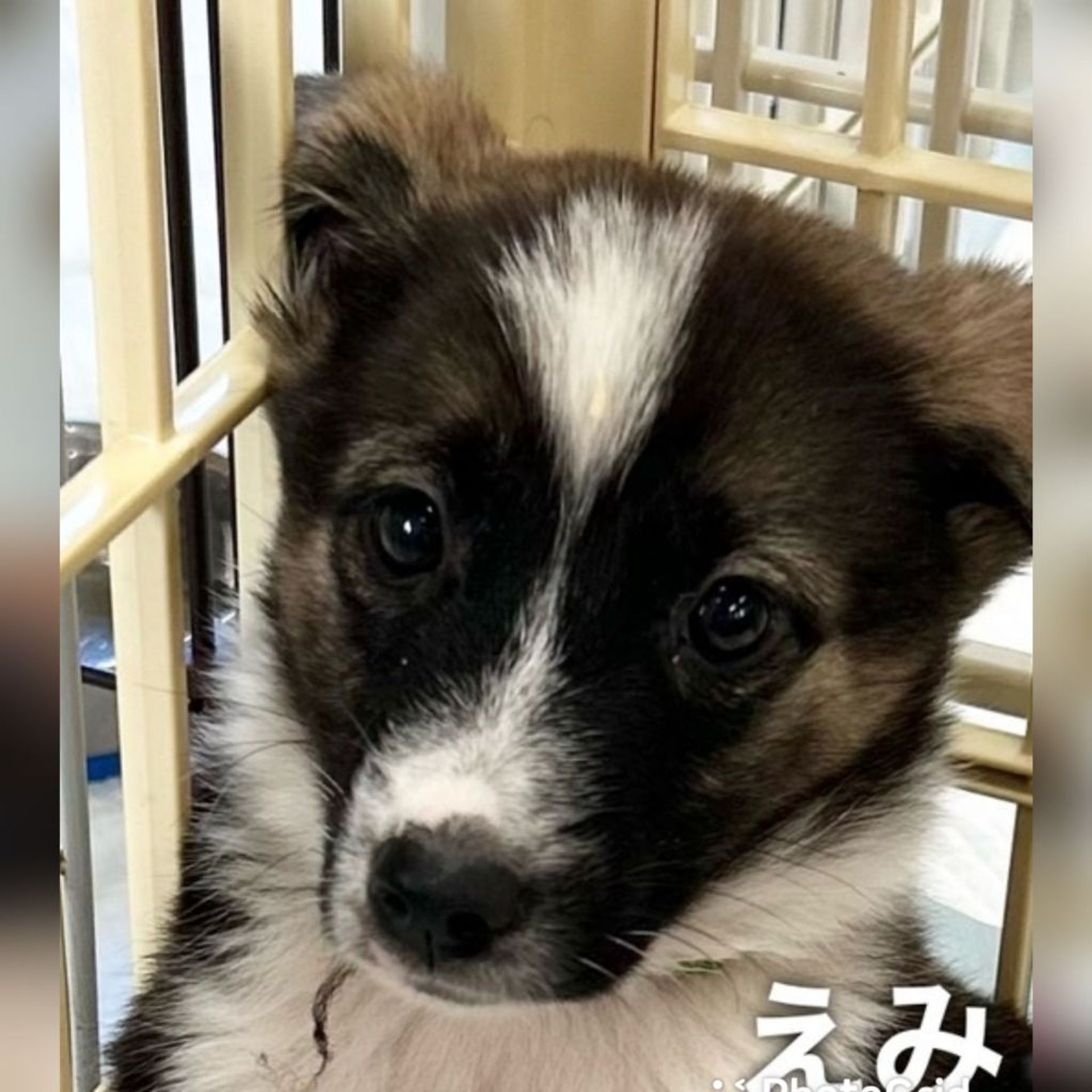 雑種（ミックス犬）・メスの里親募集の写真