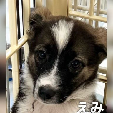 えみちゃんの写真