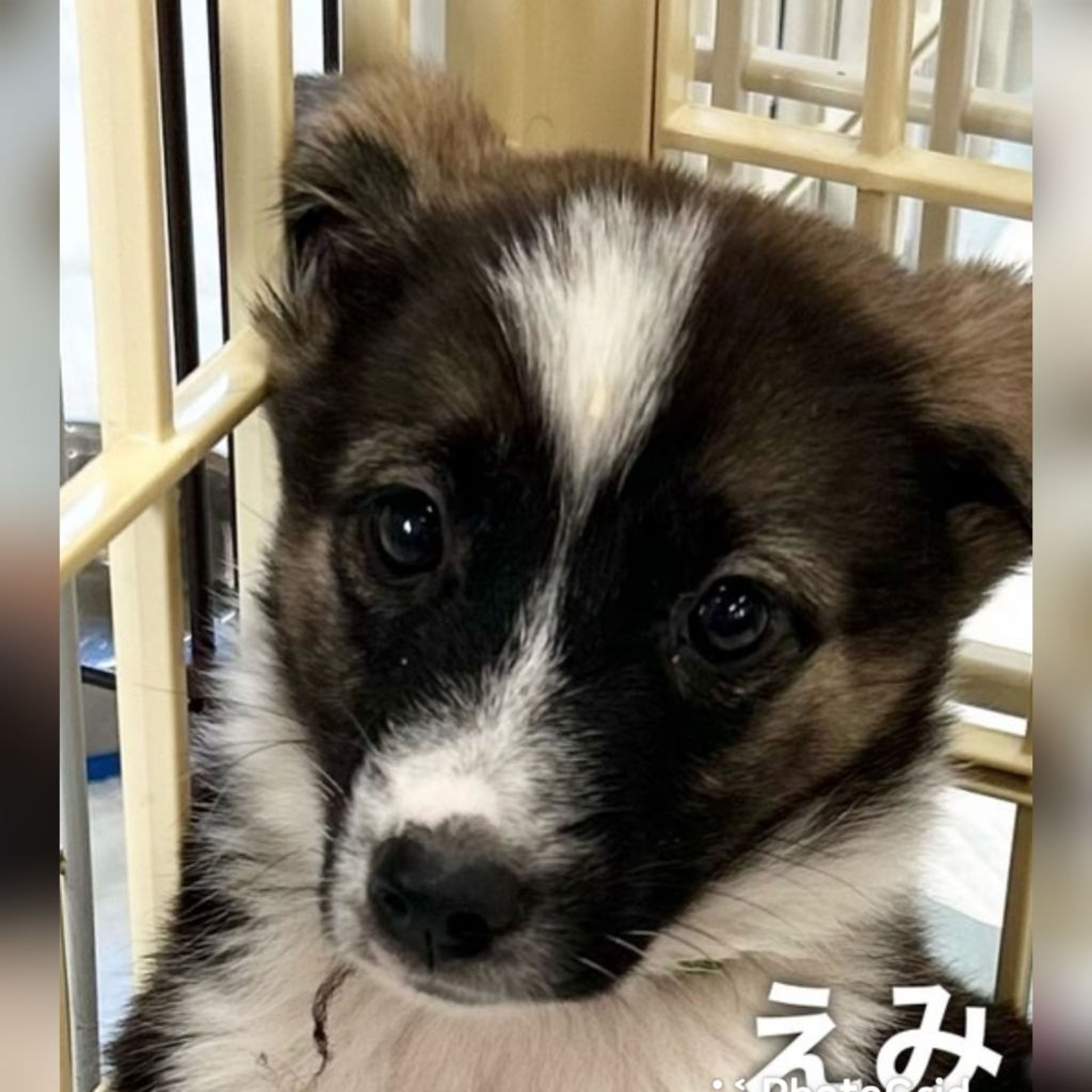 雑種（ミックス犬）・メスの里親募集の写真