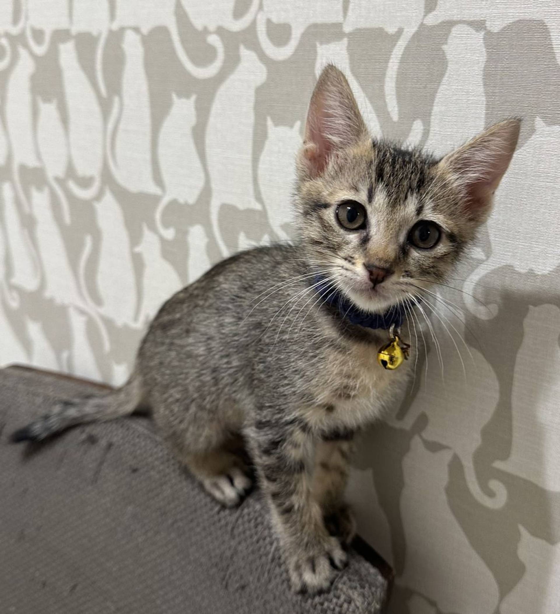 雑種（ミックス猫）・オスの里親募集の写真
